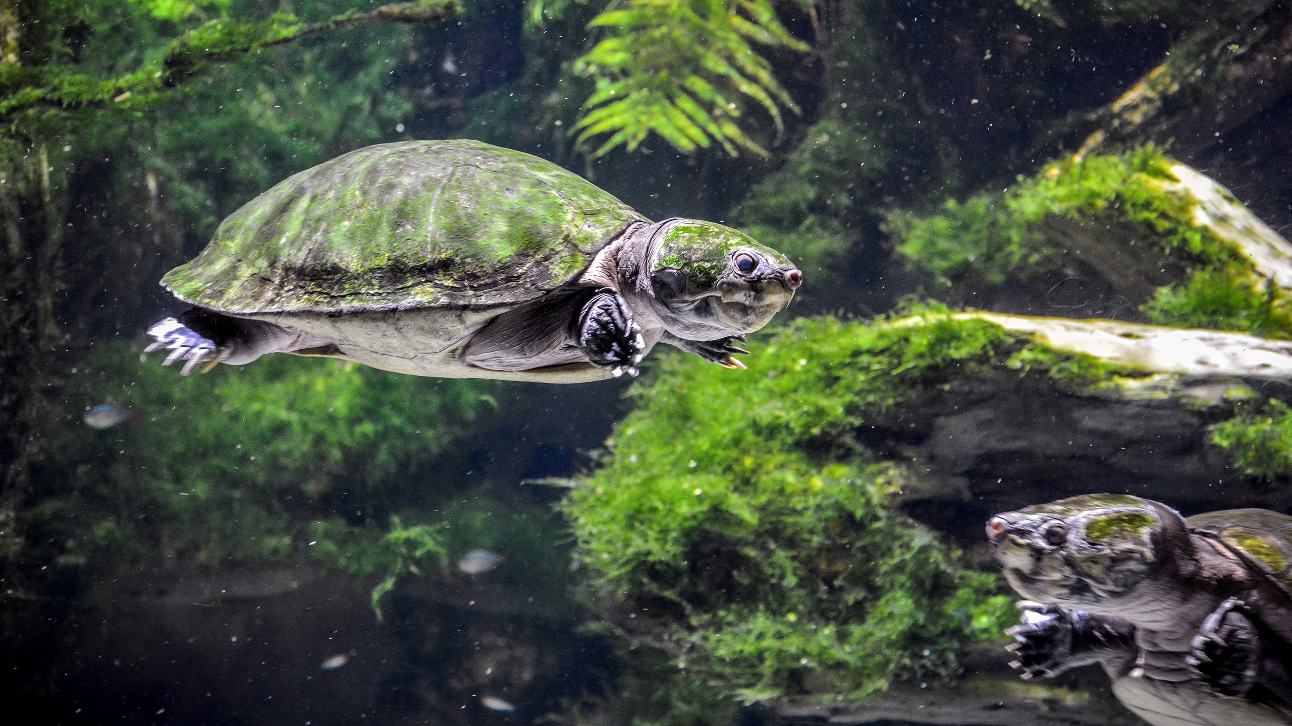 Download mobile wallpaper Turtles, Animal, Underwater, Turtle for free.