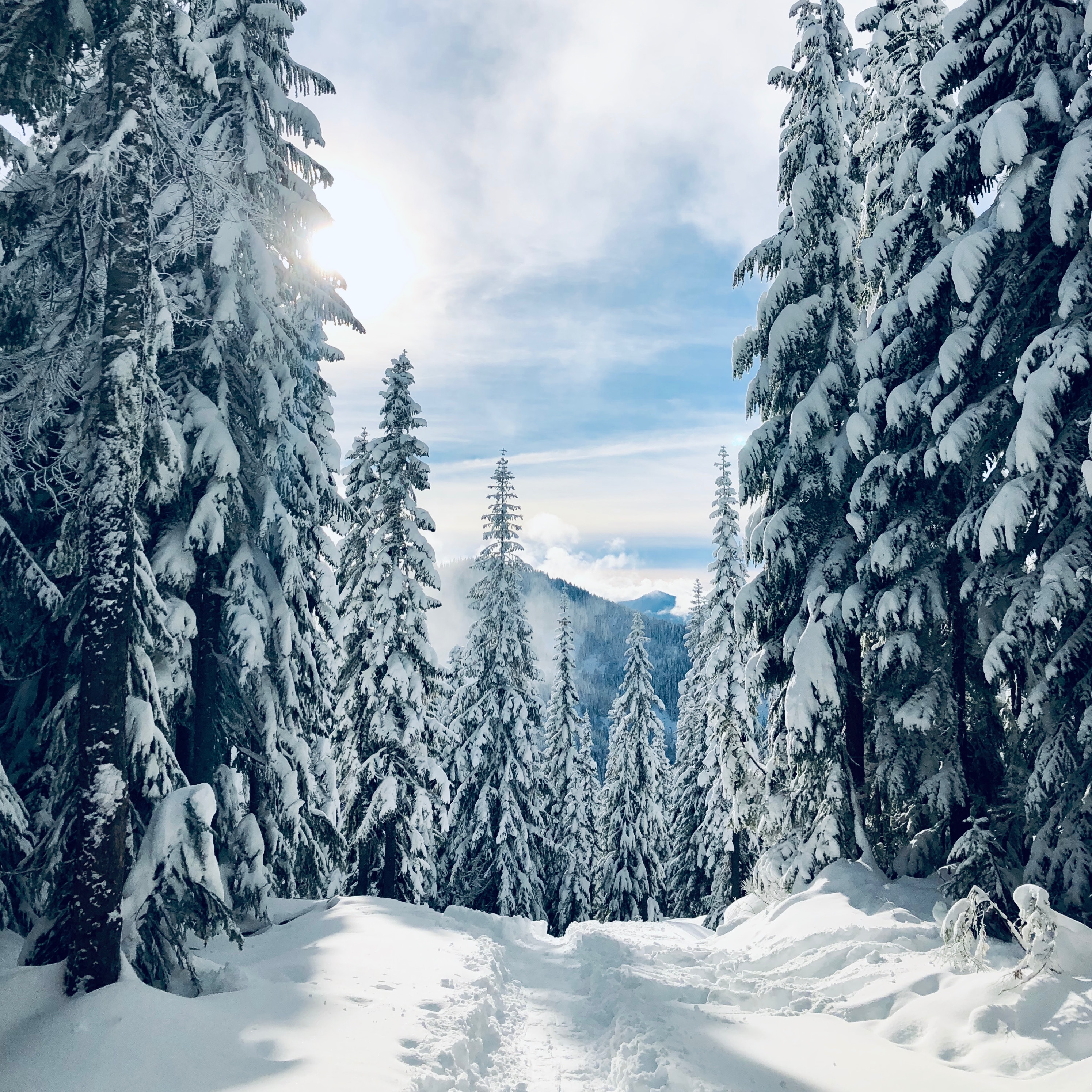 60778 descargar imagen invierno, naturaleza, árboles, nieve, abetos, camino, bosque, huellas, rastros: fondos de pantalla y protectores de pantalla gratis