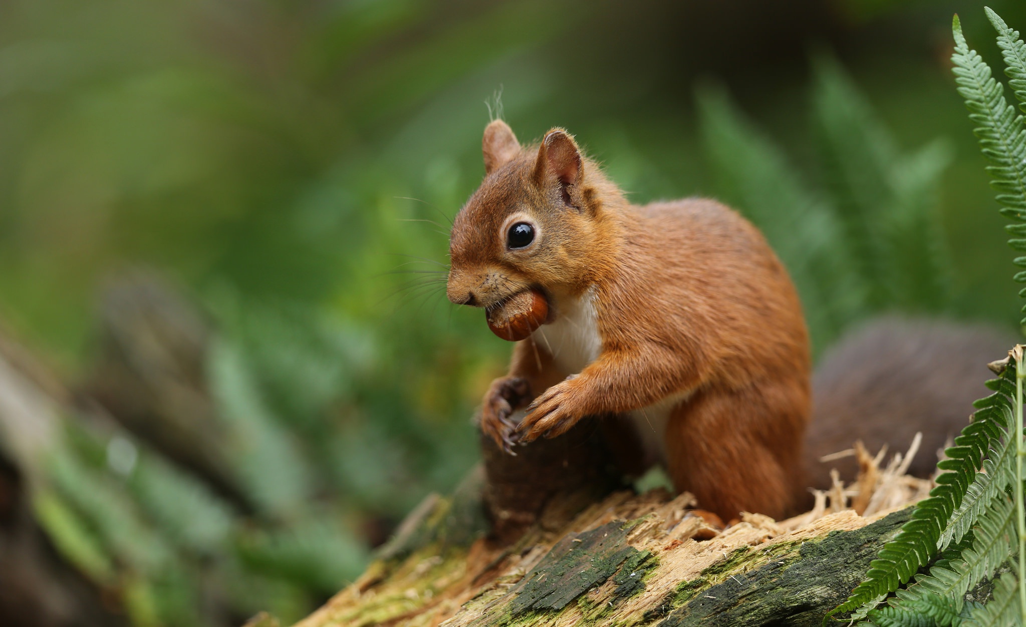 Download mobile wallpaper Squirrel, Blur, Animal, Rodent for free.