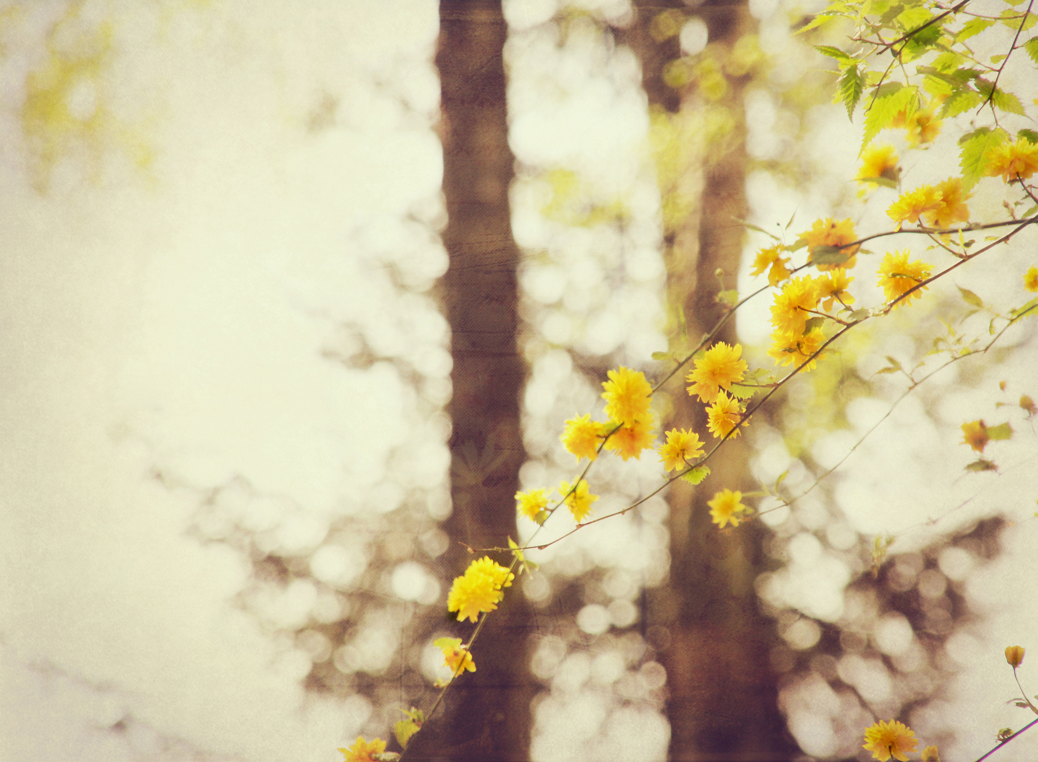 Download mobile wallpaper Nature, Flowers, Branch, Earth, Bokeh, Yellow Eyes, Blossom for free.