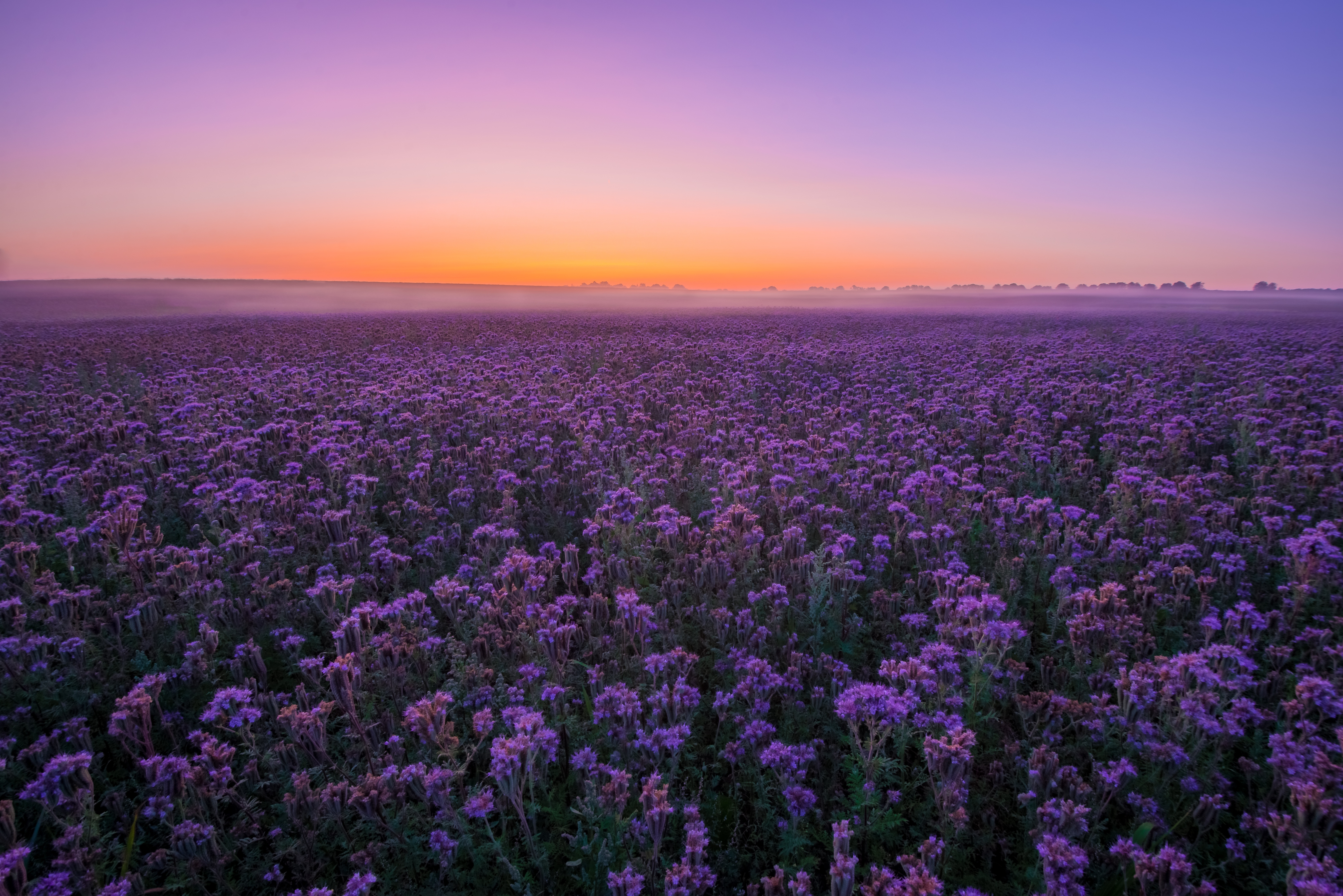 Baixe gratuitamente a imagem Paisagem, Flores, Pôr Do Sol, Céu, Verão, Flor, Campo, Flor Roxa, Terra/natureza na área de trabalho do seu PC