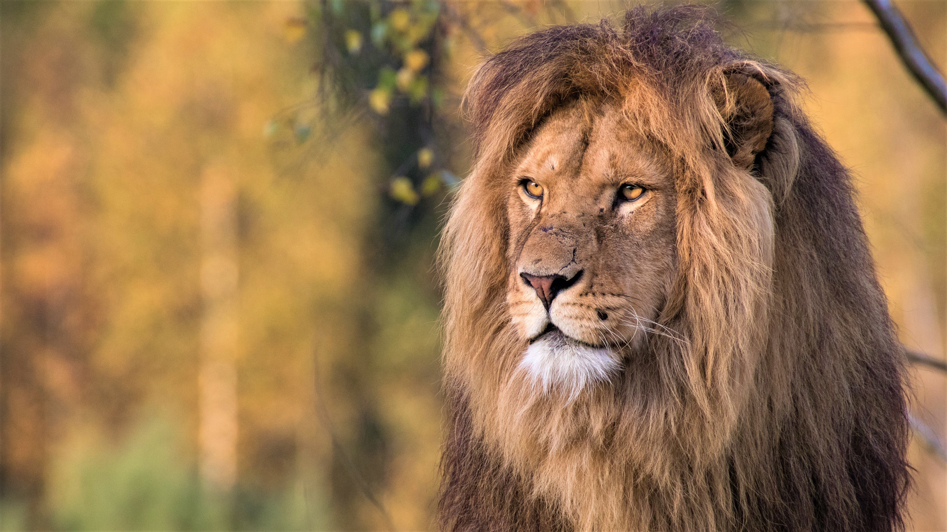 Téléchargez gratuitement l'image Animaux, Chats, Lion, Profondeur De Champ sur le bureau de votre PC