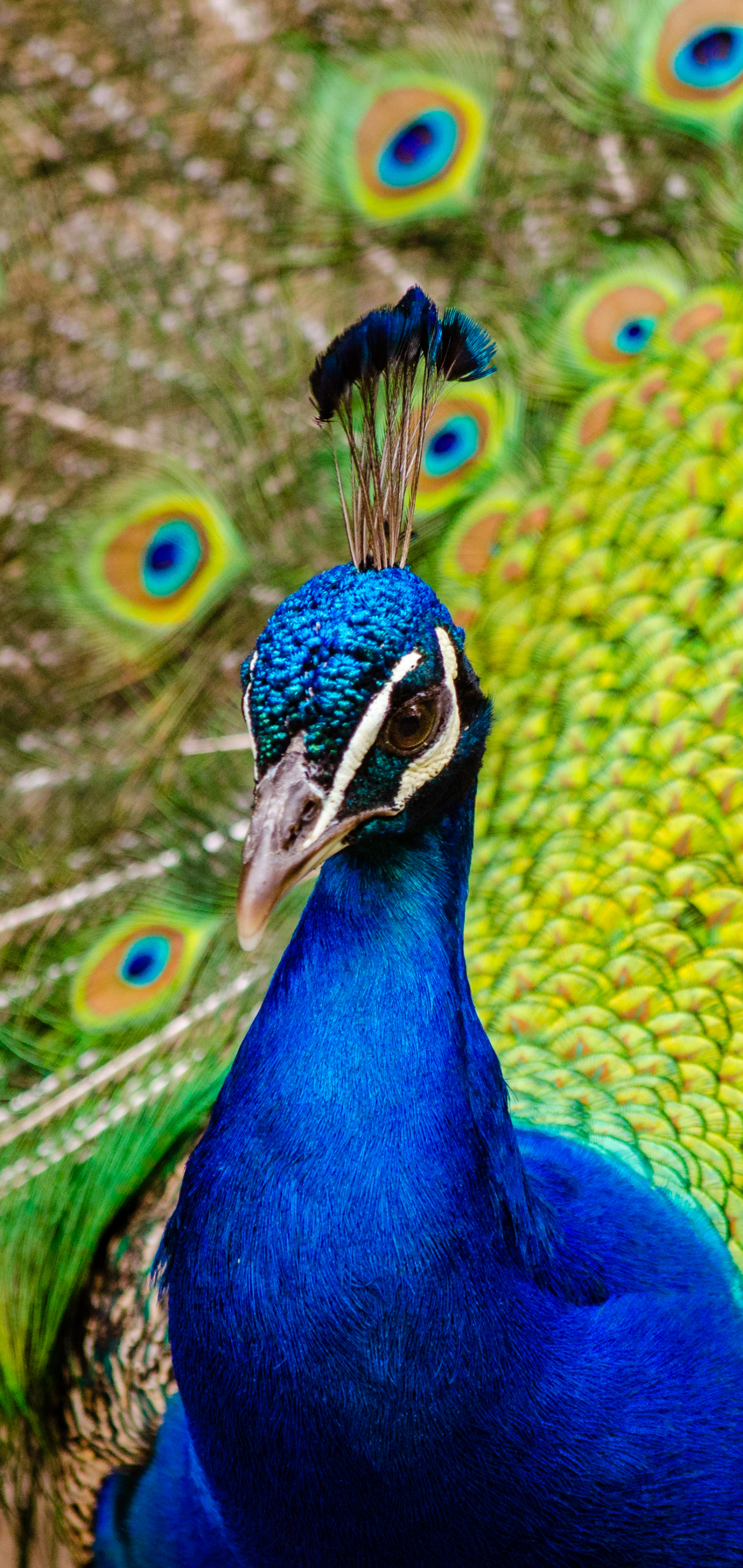 Descarga gratis la imagen Animales, Pluma, Pájaro, De Cerca, Pavo Real, Aves, Ave en el escritorio de tu PC