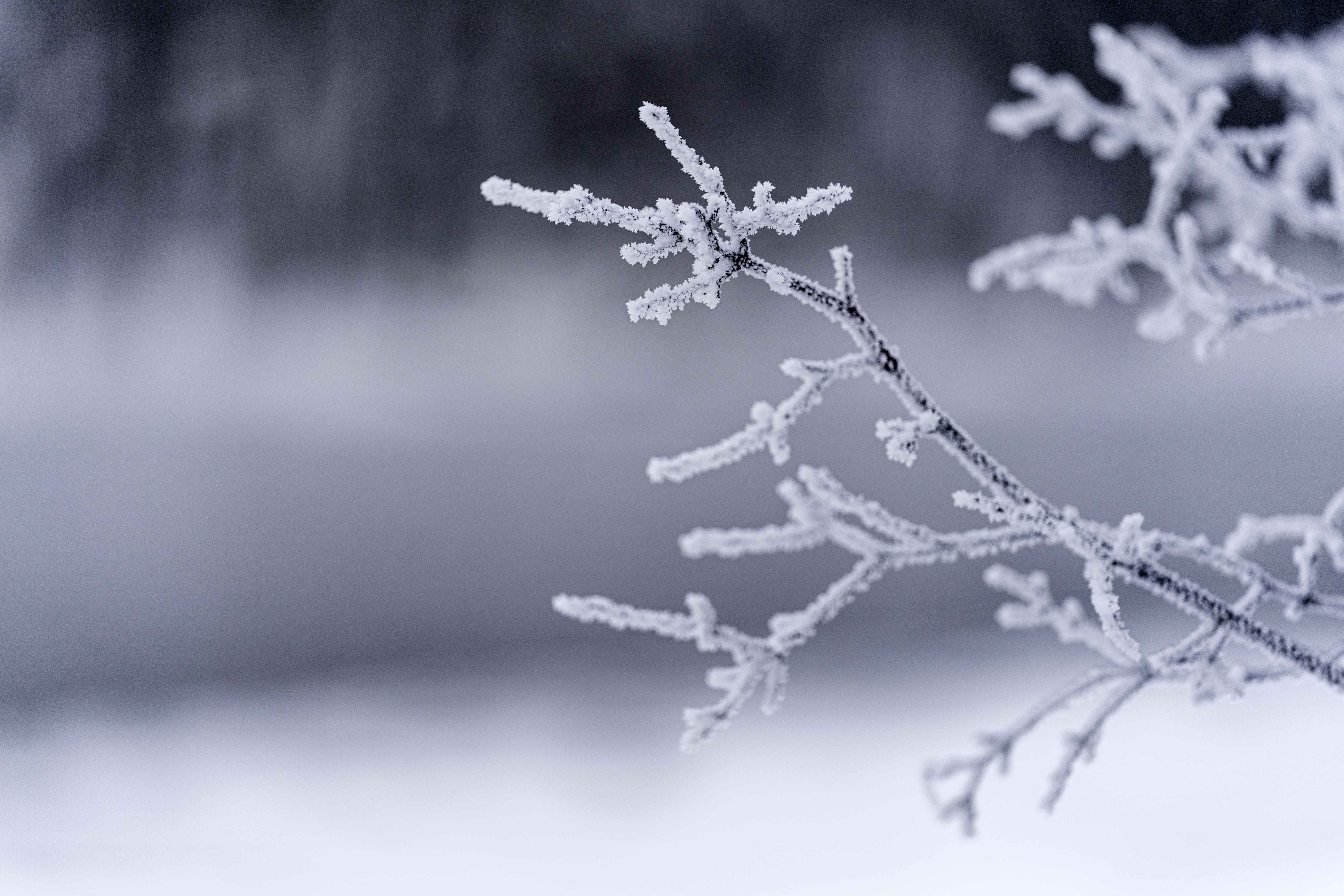 Download mobile wallpaper Frost, Branches, Hoarfrost, Macro, Winter for free.