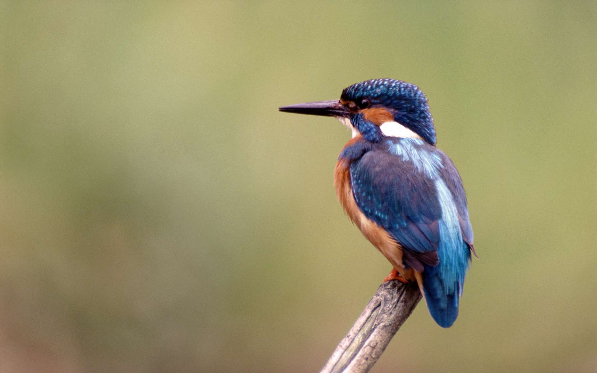 Download mobile wallpaper Kingfisher, Birds, Animal for free.