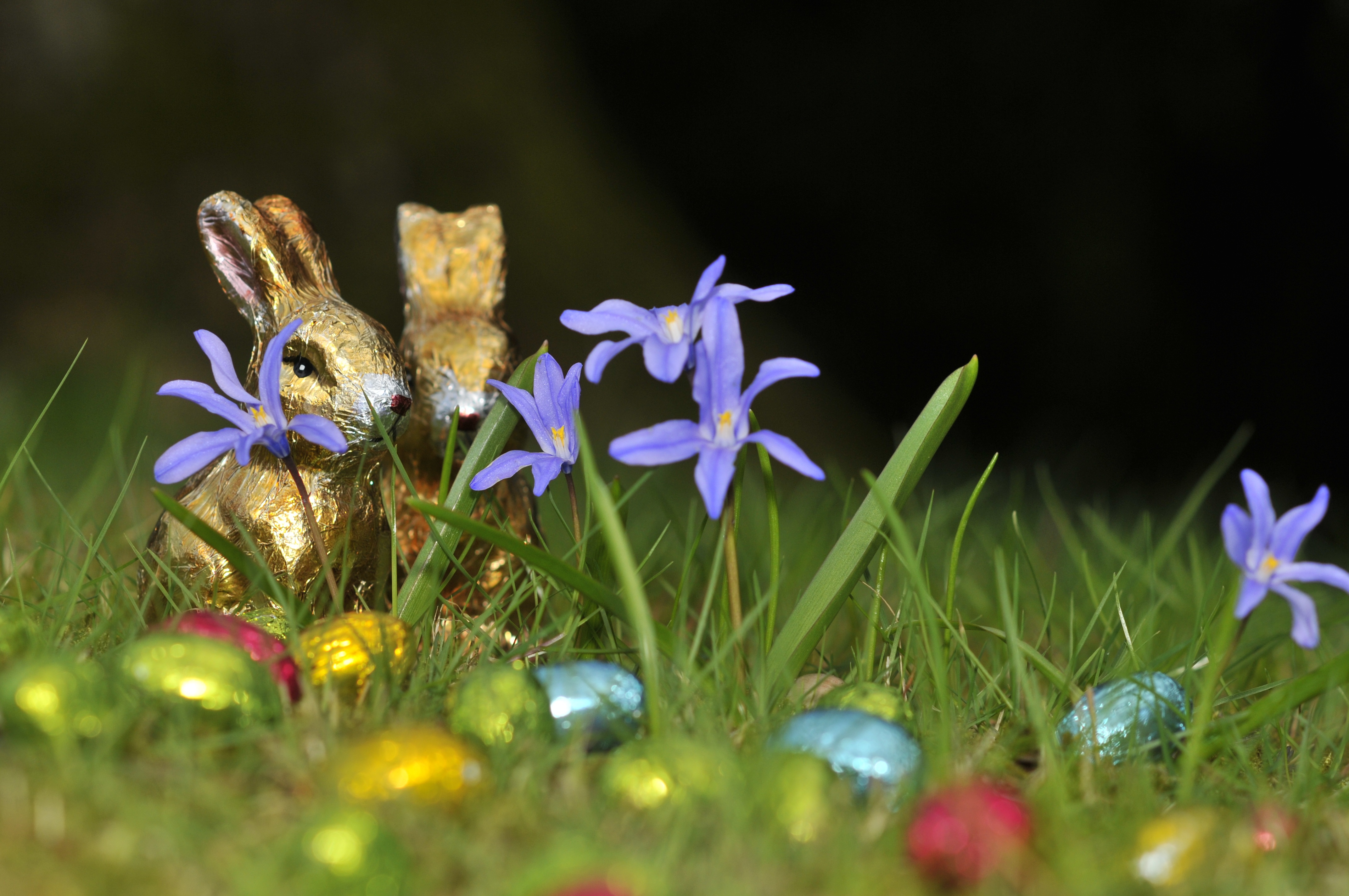 Download mobile wallpaper Grass, Easter, Chocolate, Flower, Holiday, Purple Flower for free.