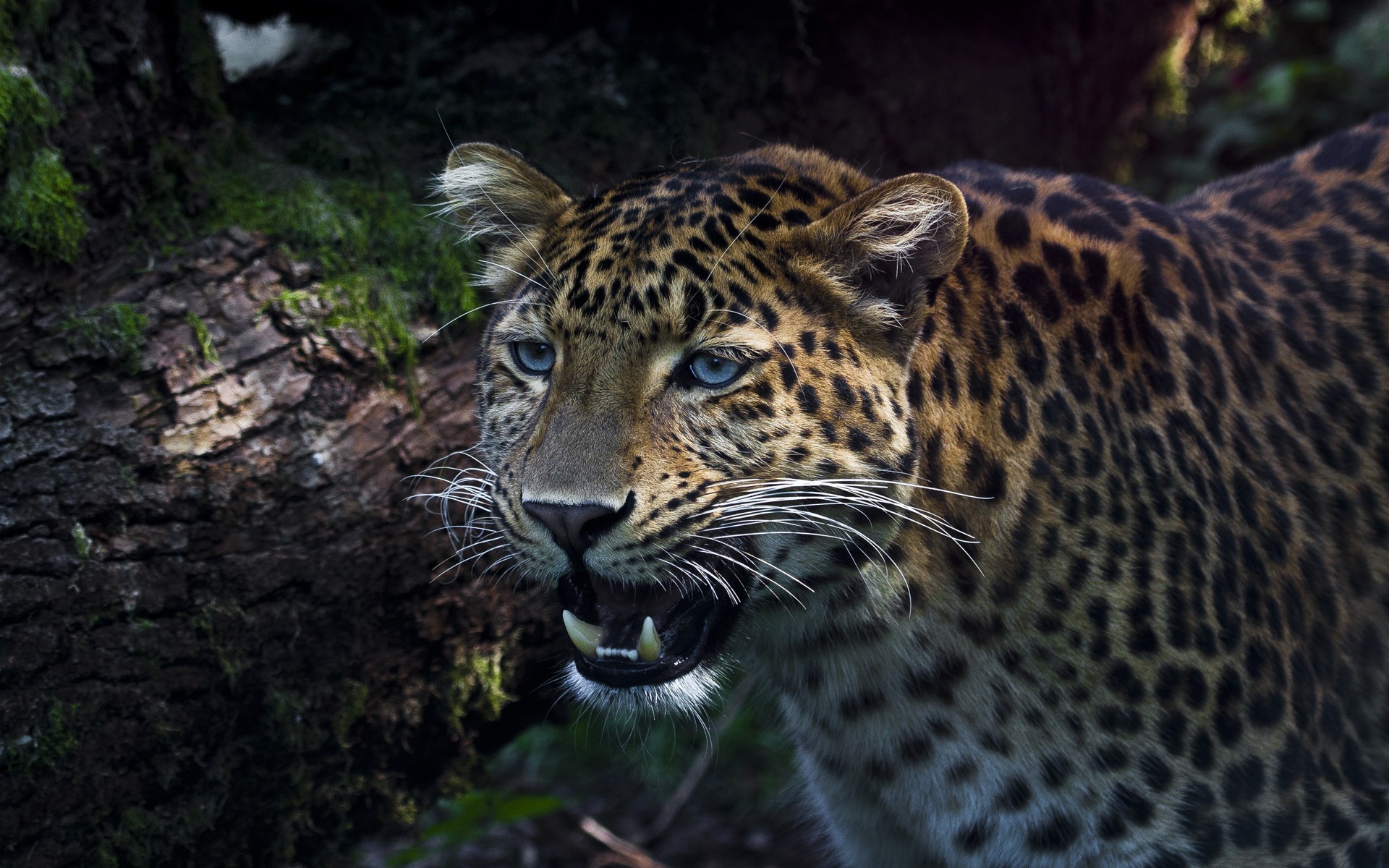 Handy-Wallpaper Leopard, Katzen, Tiere kostenlos herunterladen.