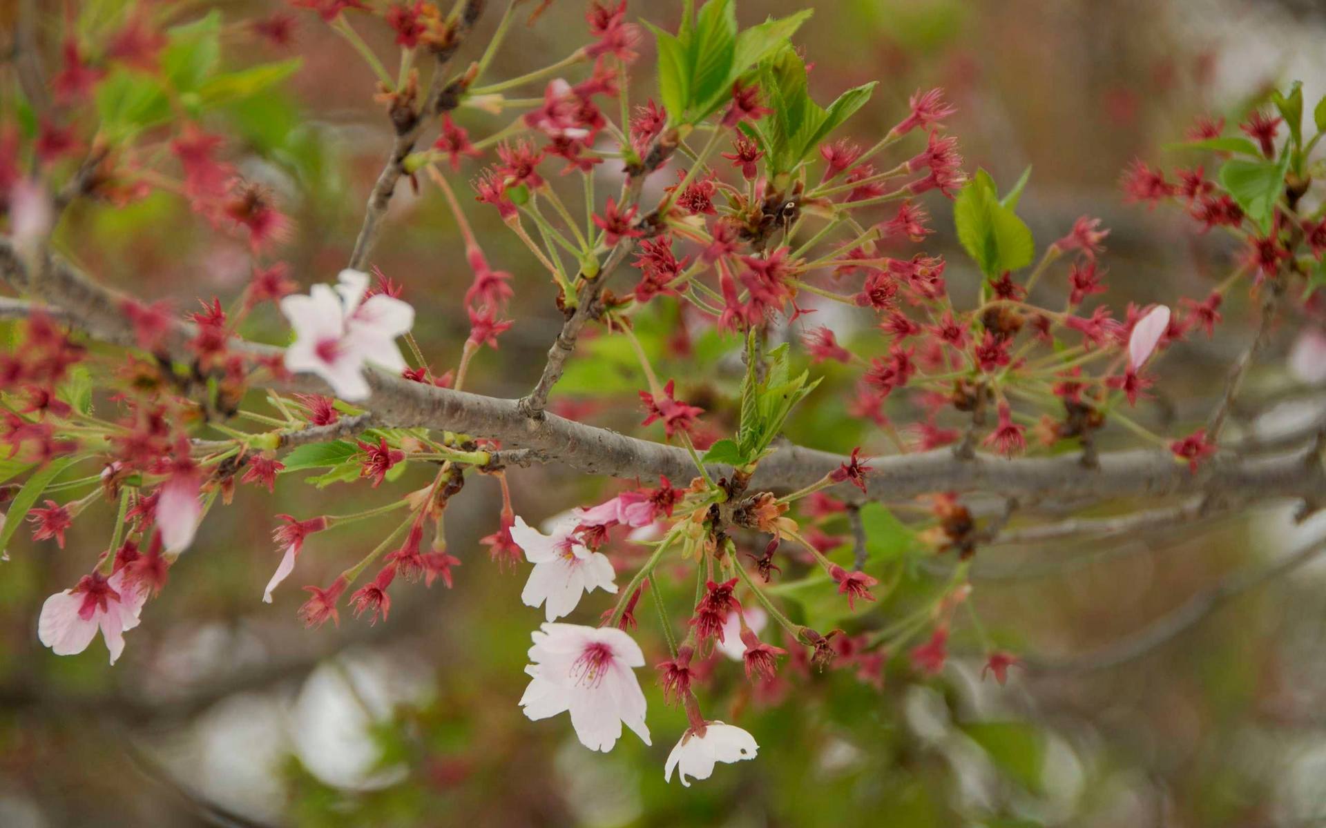 Free download wallpaper Flowers, Flower, Earth on your PC desktop