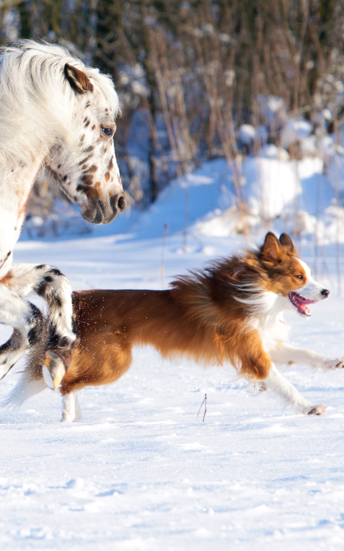 Descarga gratuita de fondo de pantalla para móvil de Animales, Invierno, Nieve, Perro, Caballo.