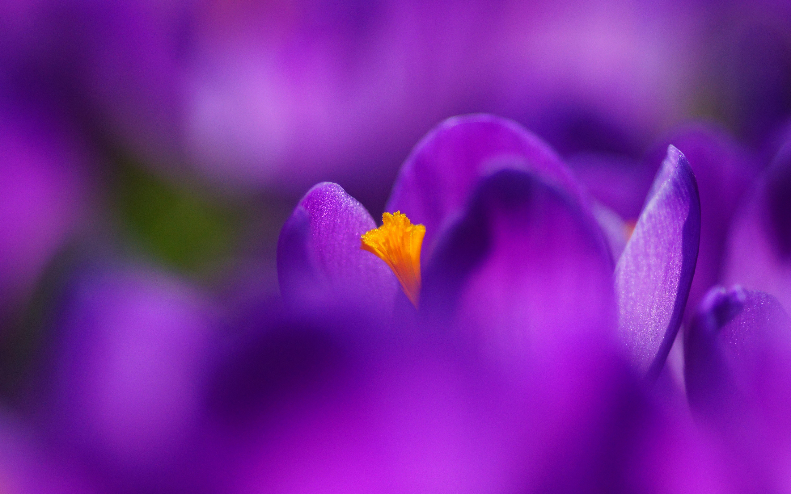 Téléchargez gratuitement l'image Fleurs, Fleur, Terre/nature sur le bureau de votre PC