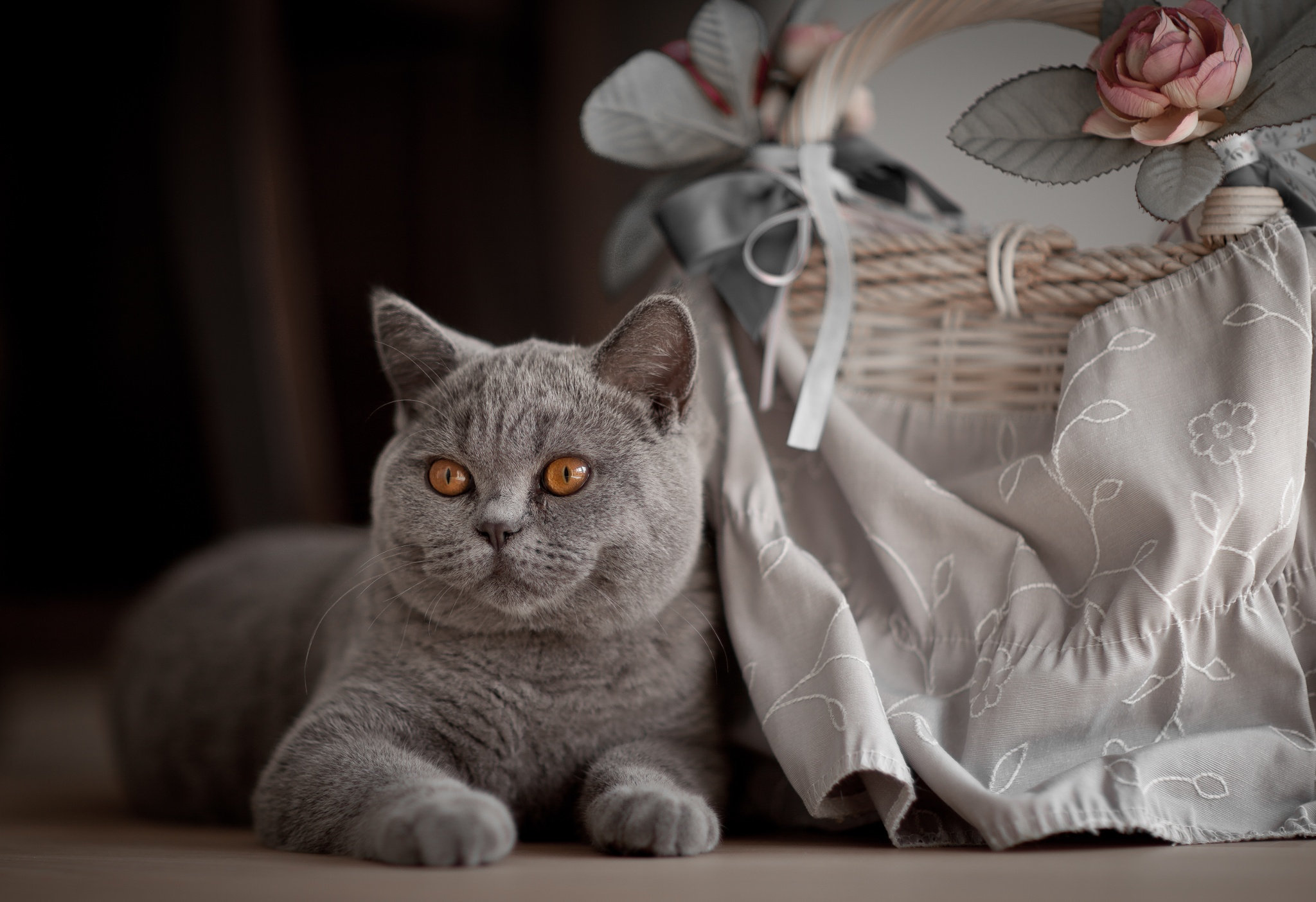 Téléchargez des papiers peints mobile Animaux, Chats, Chat gratuitement.