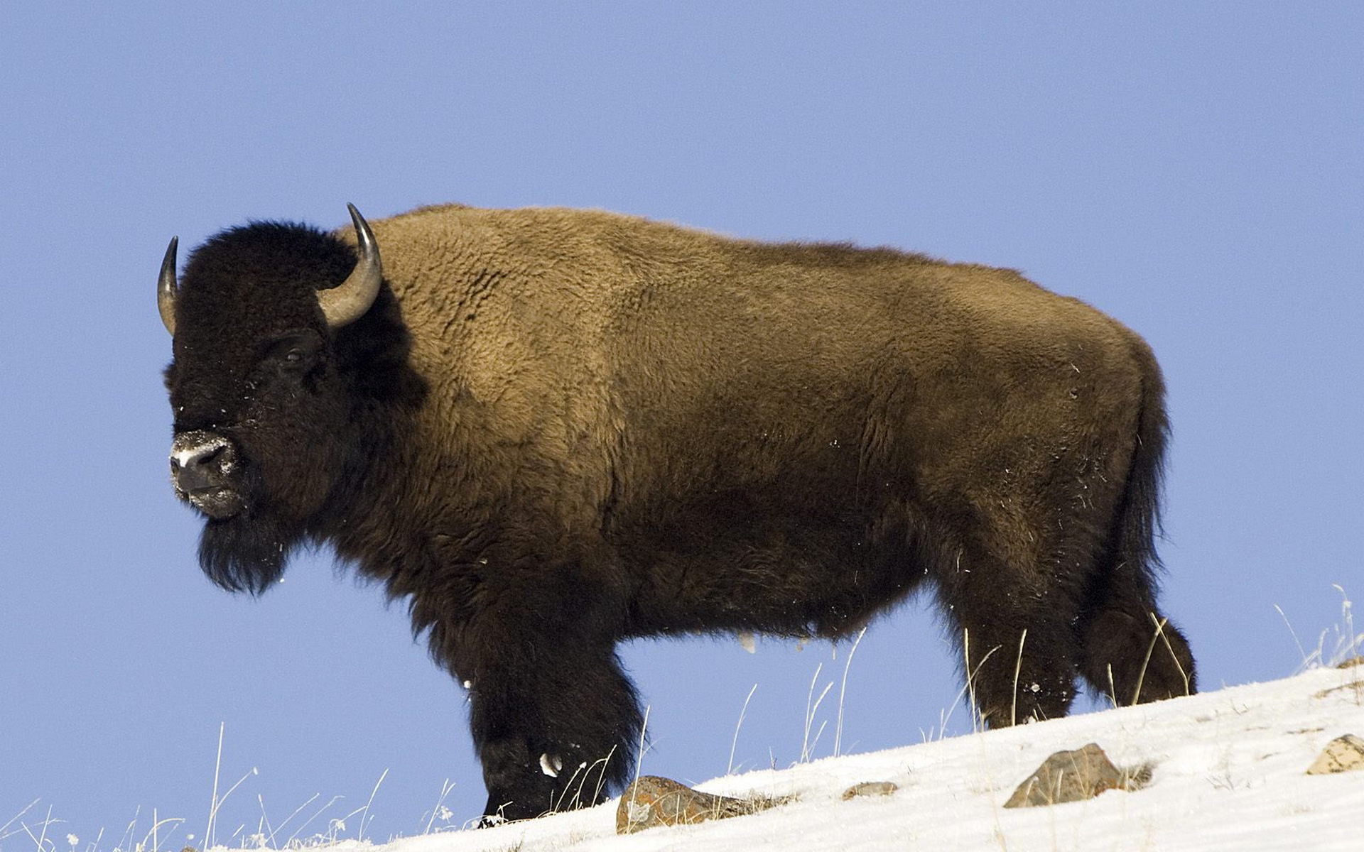 608063 Bild herunterladen tiere, amerikanischer bison - Hintergrundbilder und Bildschirmschoner kostenlos