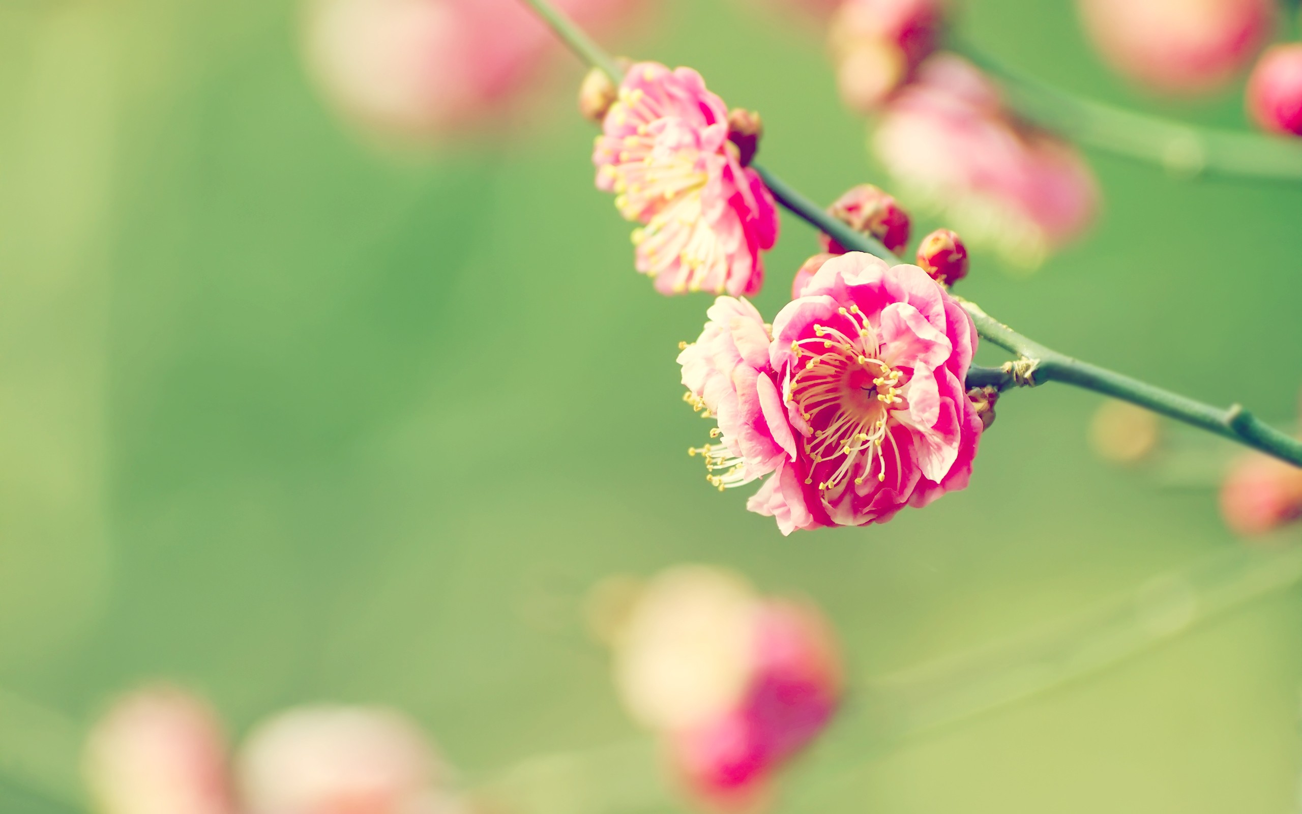 Descarga gratis la imagen Flores, Flor, Tierra/naturaleza en el escritorio de tu PC