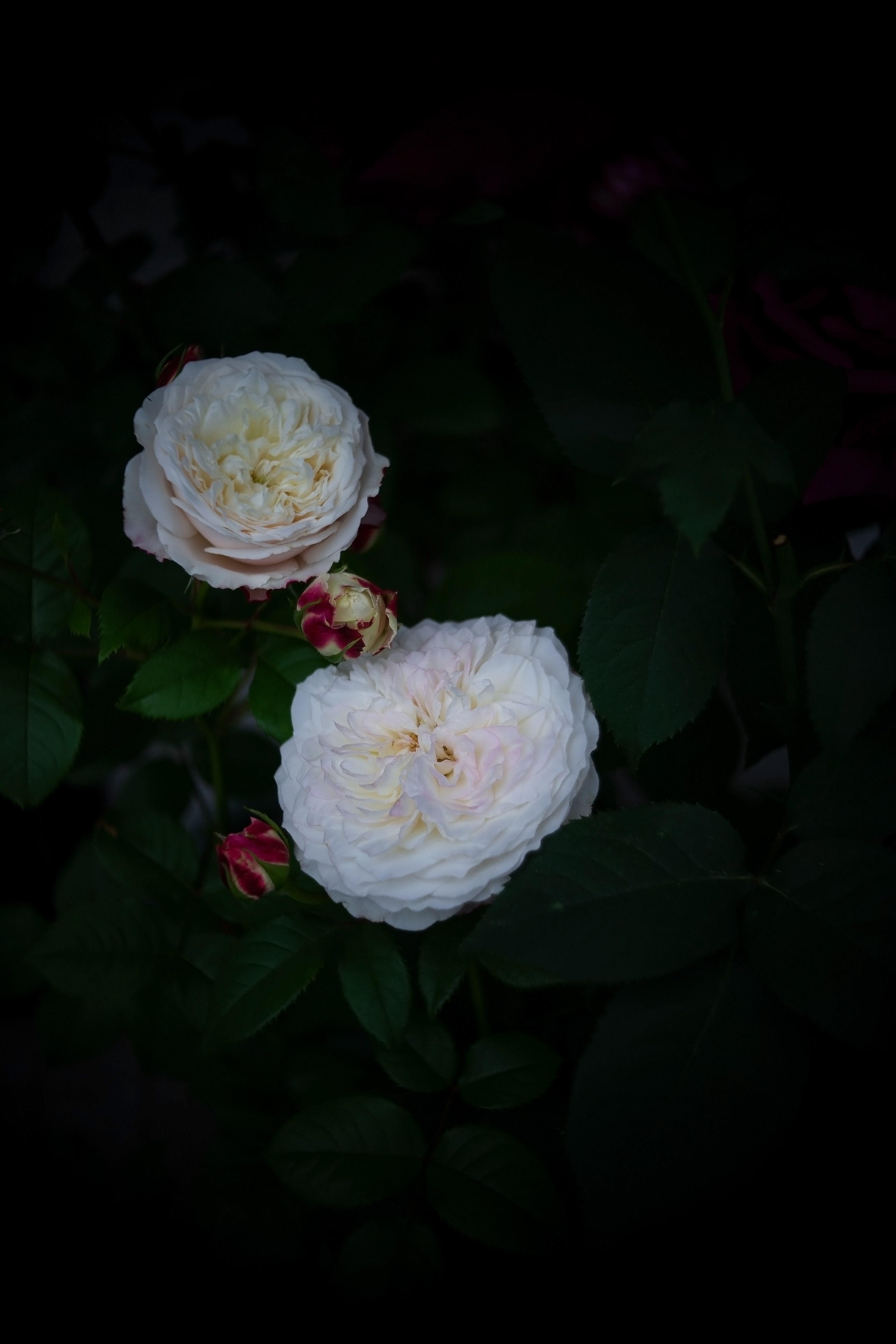 Descarga gratis la imagen Flores, Roses, Arbusto, Cogollos, Brotes en el escritorio de tu PC