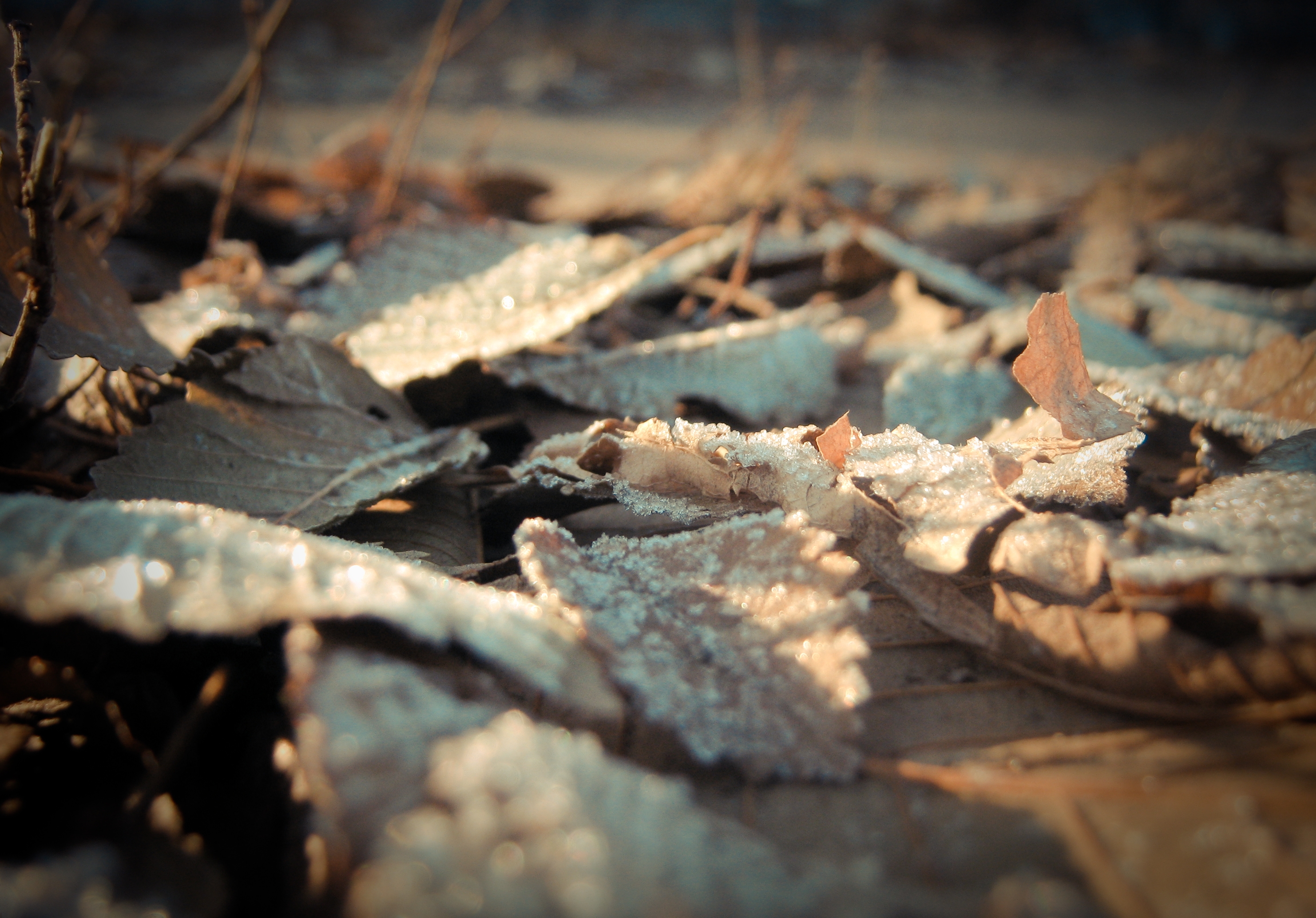 Download mobile wallpaper Frost, Hoarfrost, Macro, Dry, Leaves, Surface for free.