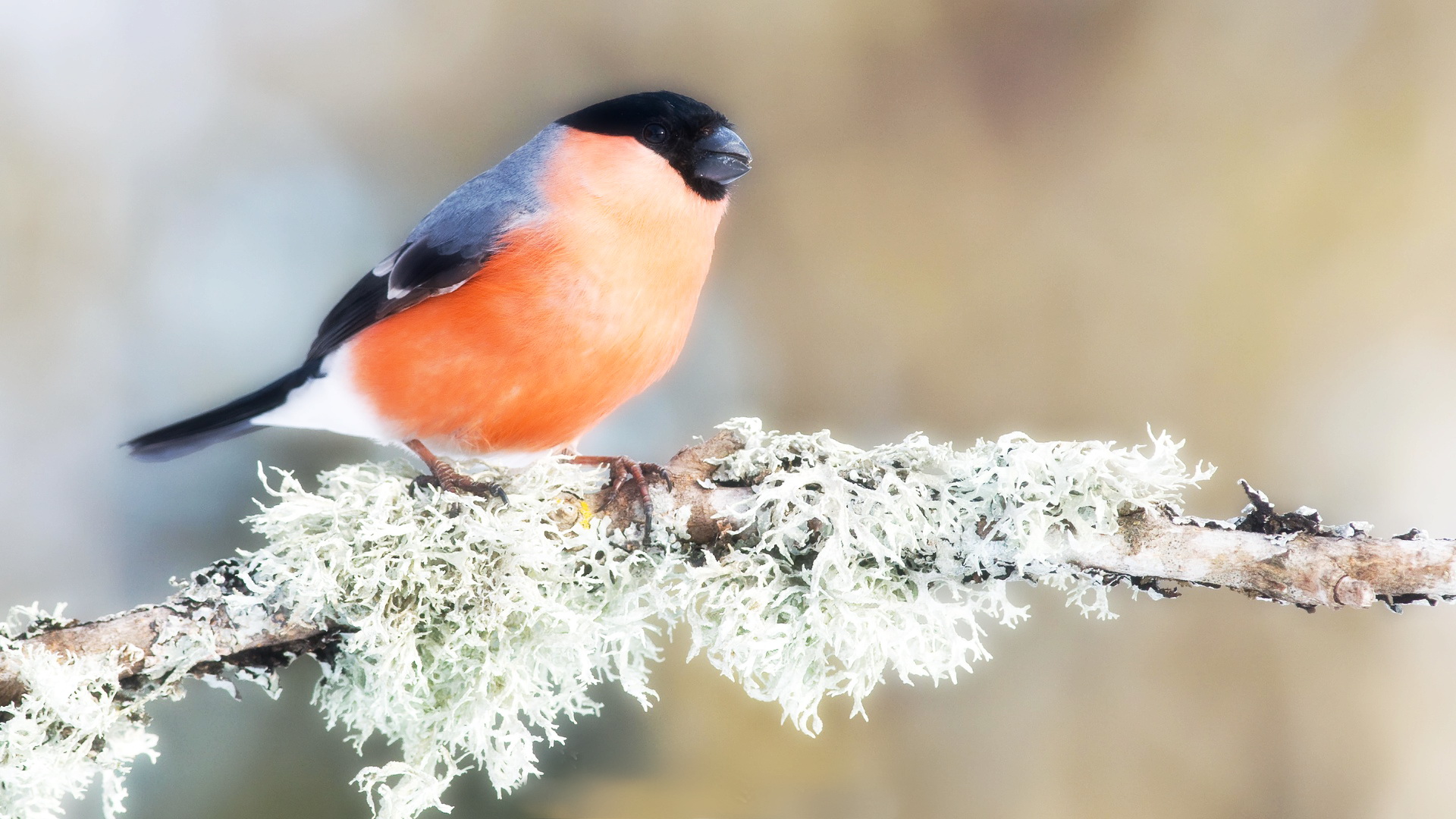 PCデスクトップに動物, 鳥画像を無料でダウンロード