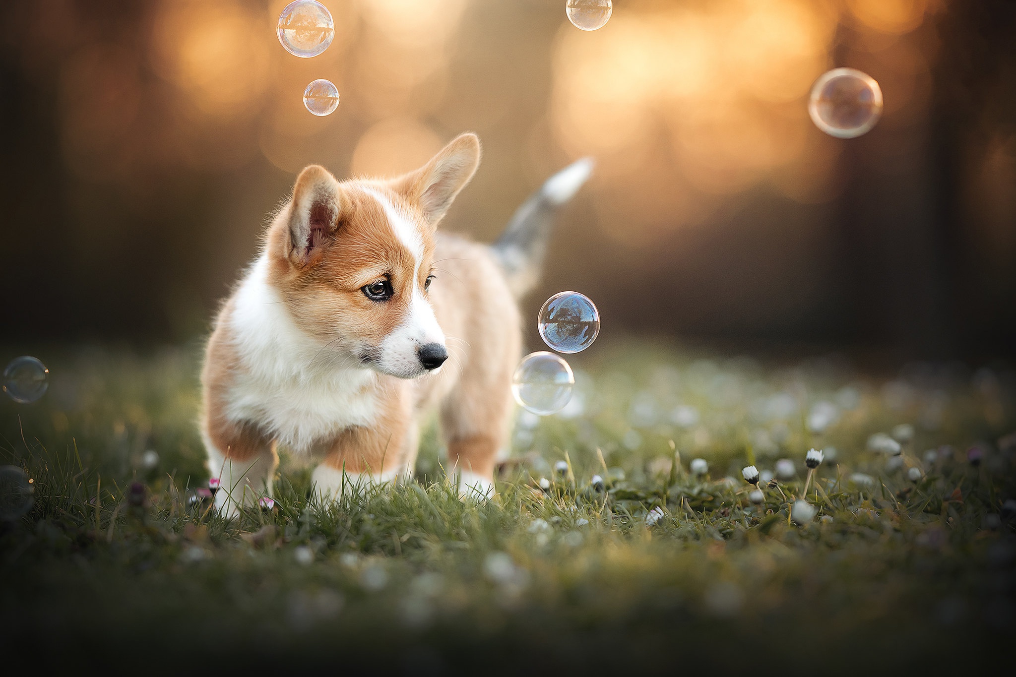 Download mobile wallpaper Dogs, Dog, Animal, Puppy, Bubble, Corgi, Baby Animal, Depth Of Field for free.