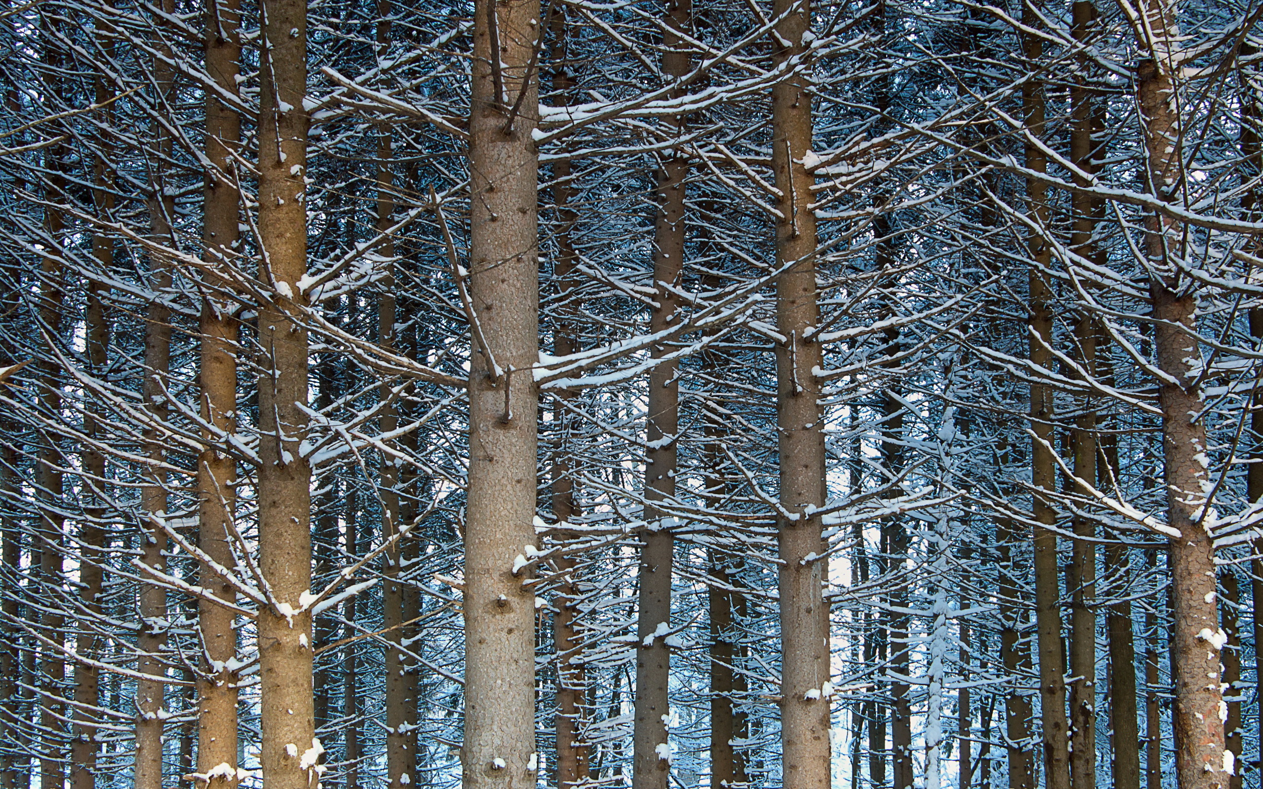 Téléchargez des papiers peints mobile Hiver, Terre/nature gratuitement.