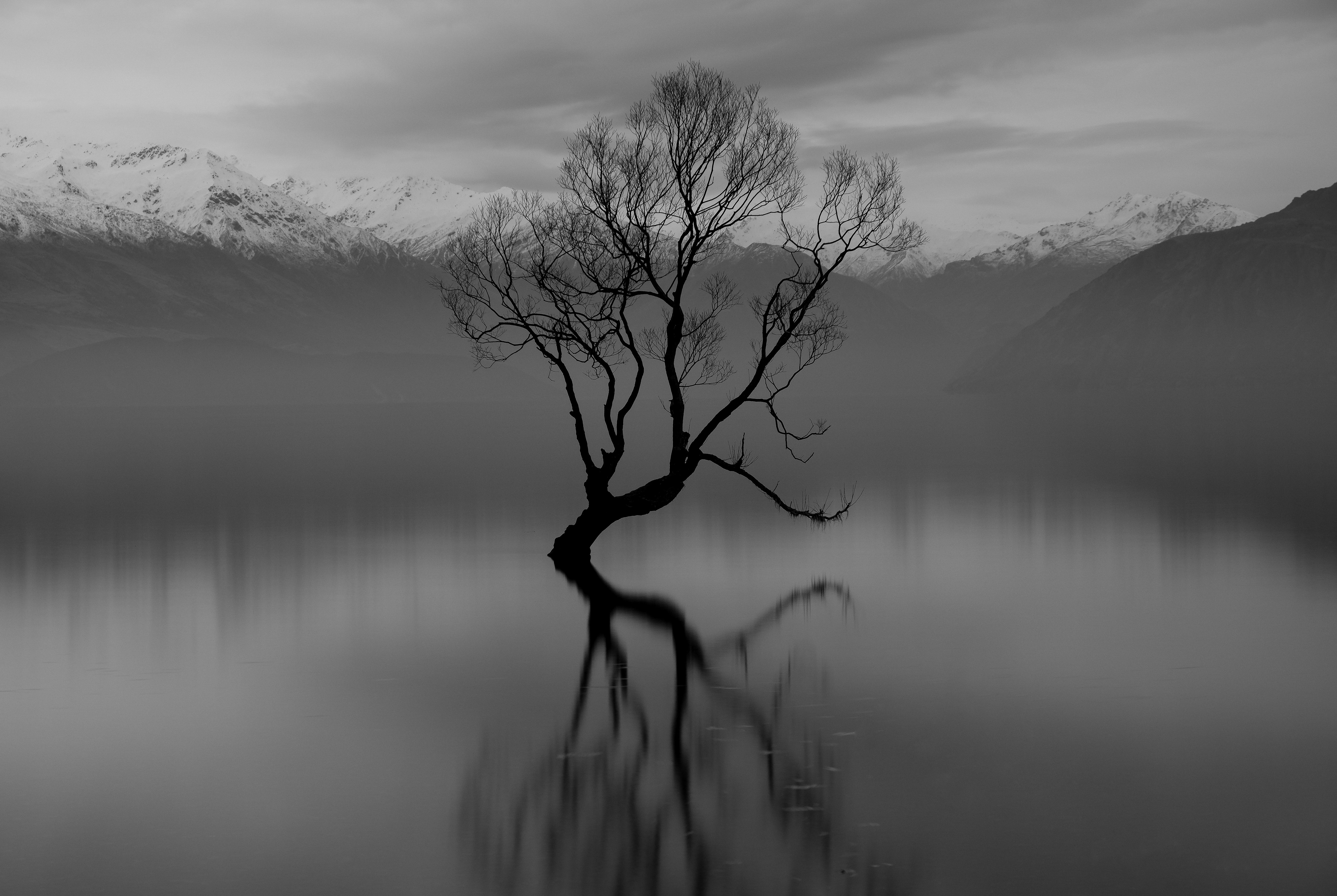 Скачать картинку Озера, Новая Зеландия, Дерево, Чёрно Белое, Земля/природа, Озеро Ванака в телефон бесплатно.