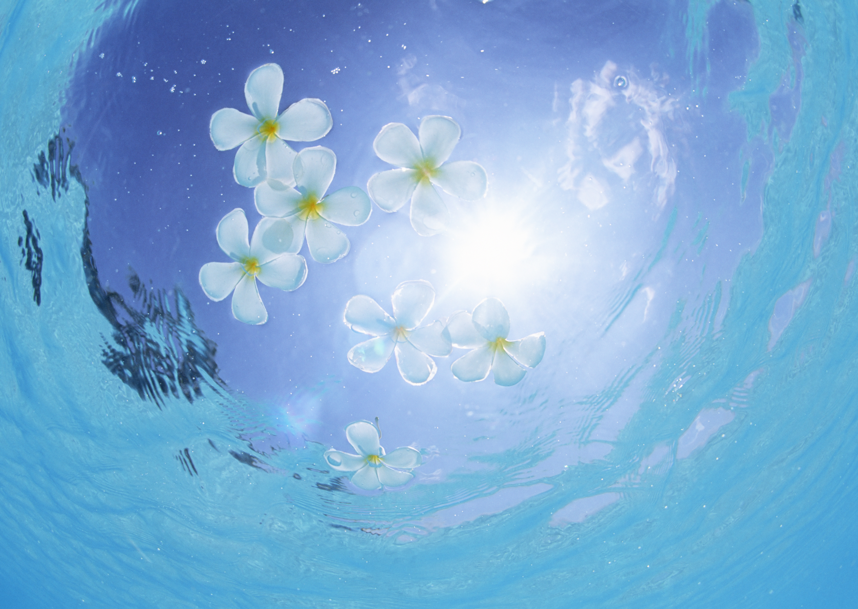 377941 скачать обои плюмерия, белый цветок, земля/природа, цветок, природа, подводный, флауэрсы - заставки и картинки бесплатно
