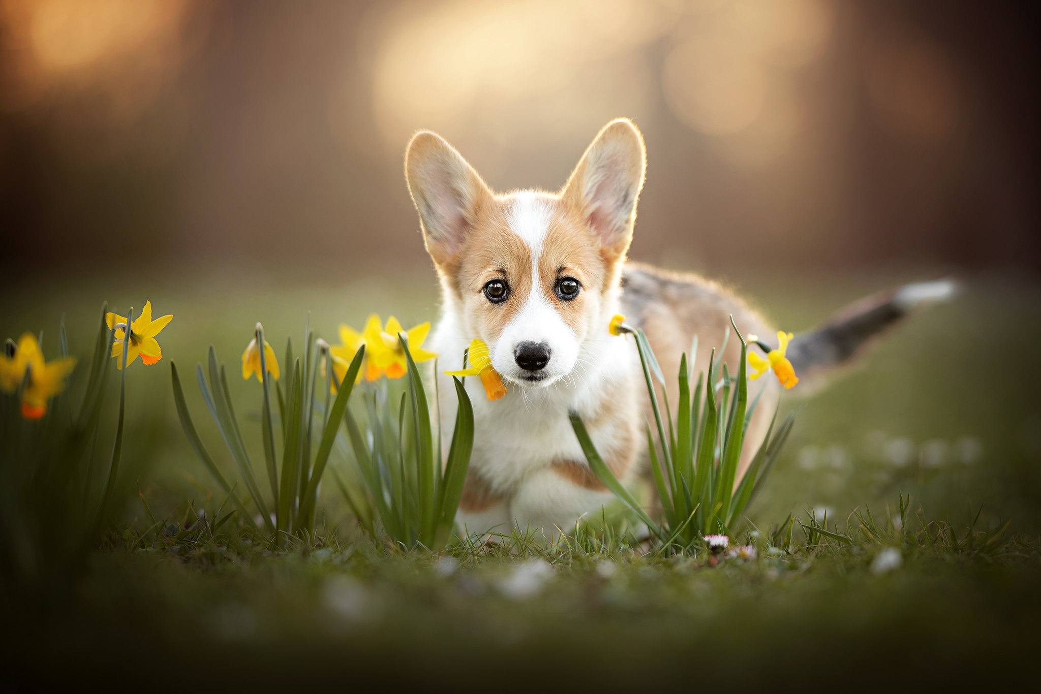 Laden Sie das Tiere, Hunde, Narzissen, Blume, Hund, Welpen, Corgi, Tierbaby-Bild kostenlos auf Ihren PC-Desktop herunter
