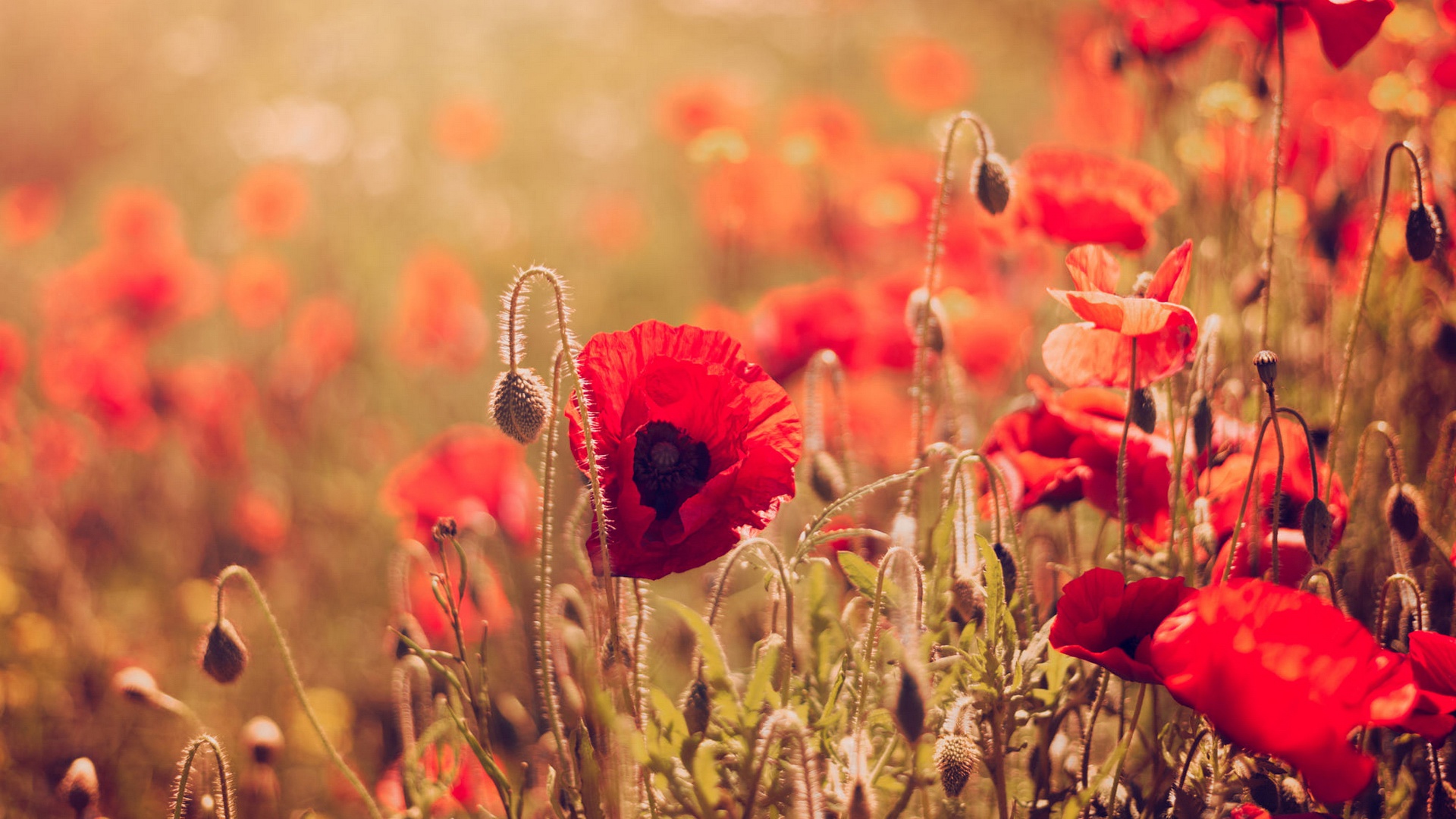 Free download wallpaper Nature, Flowers, Summer, Flower, Close Up, Earth, Poppy, Red Flower on your PC desktop