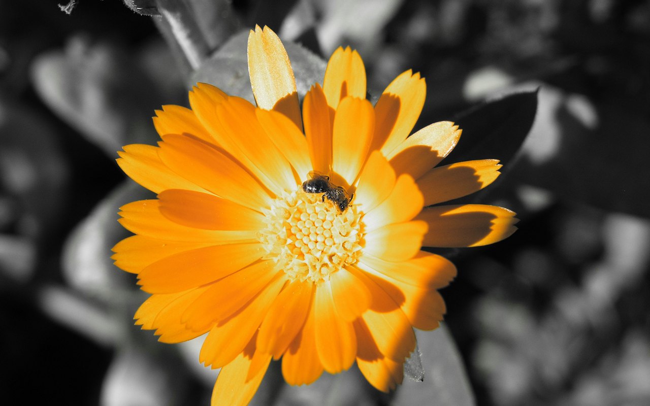 Популярні заставки і фони Апельсинова Квітка на комп'ютер