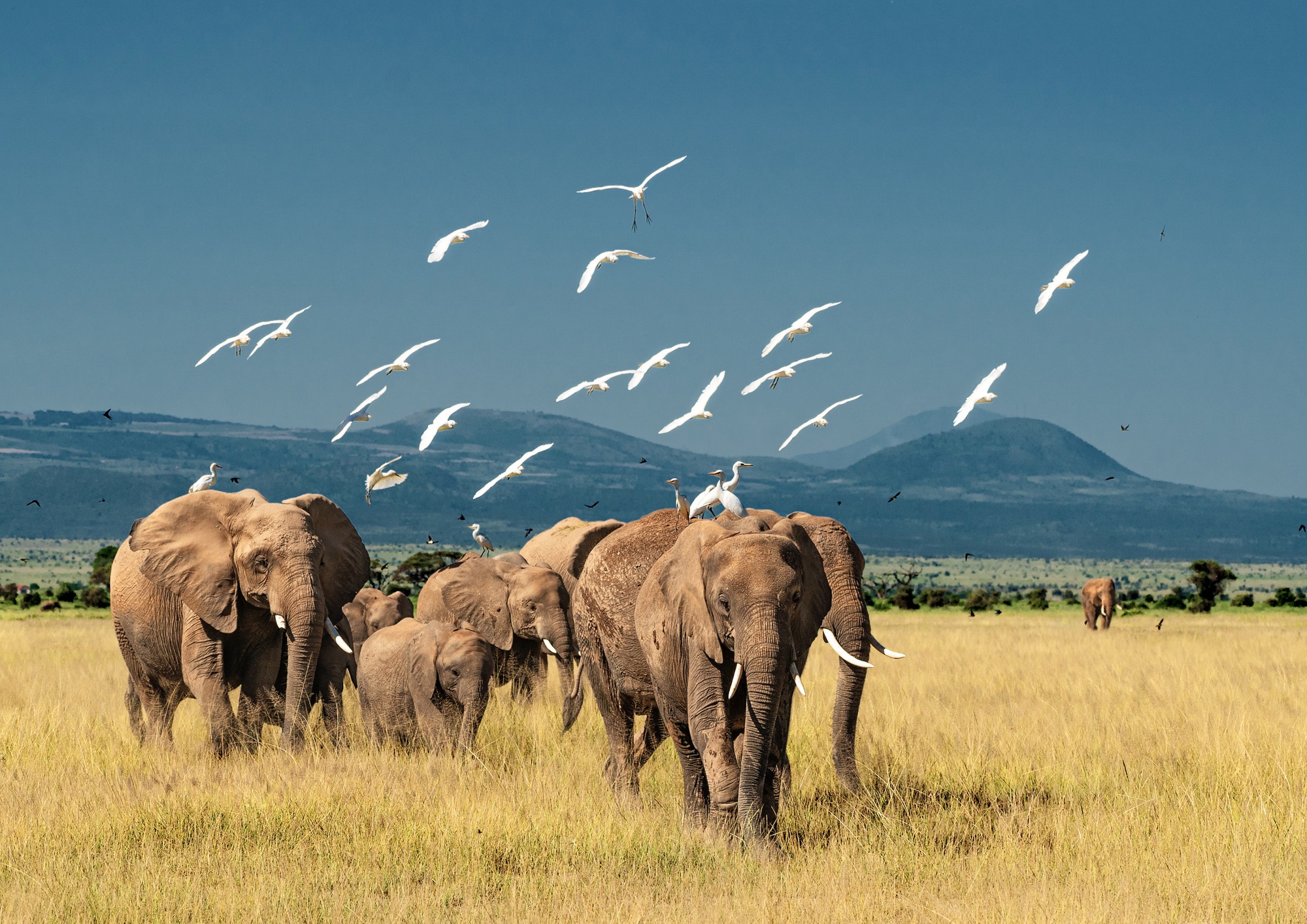 Téléchargez des papiers peints mobile Animaux, Éléphants, Bébé Animal, Éléphant De Savane D'afrique gratuitement.