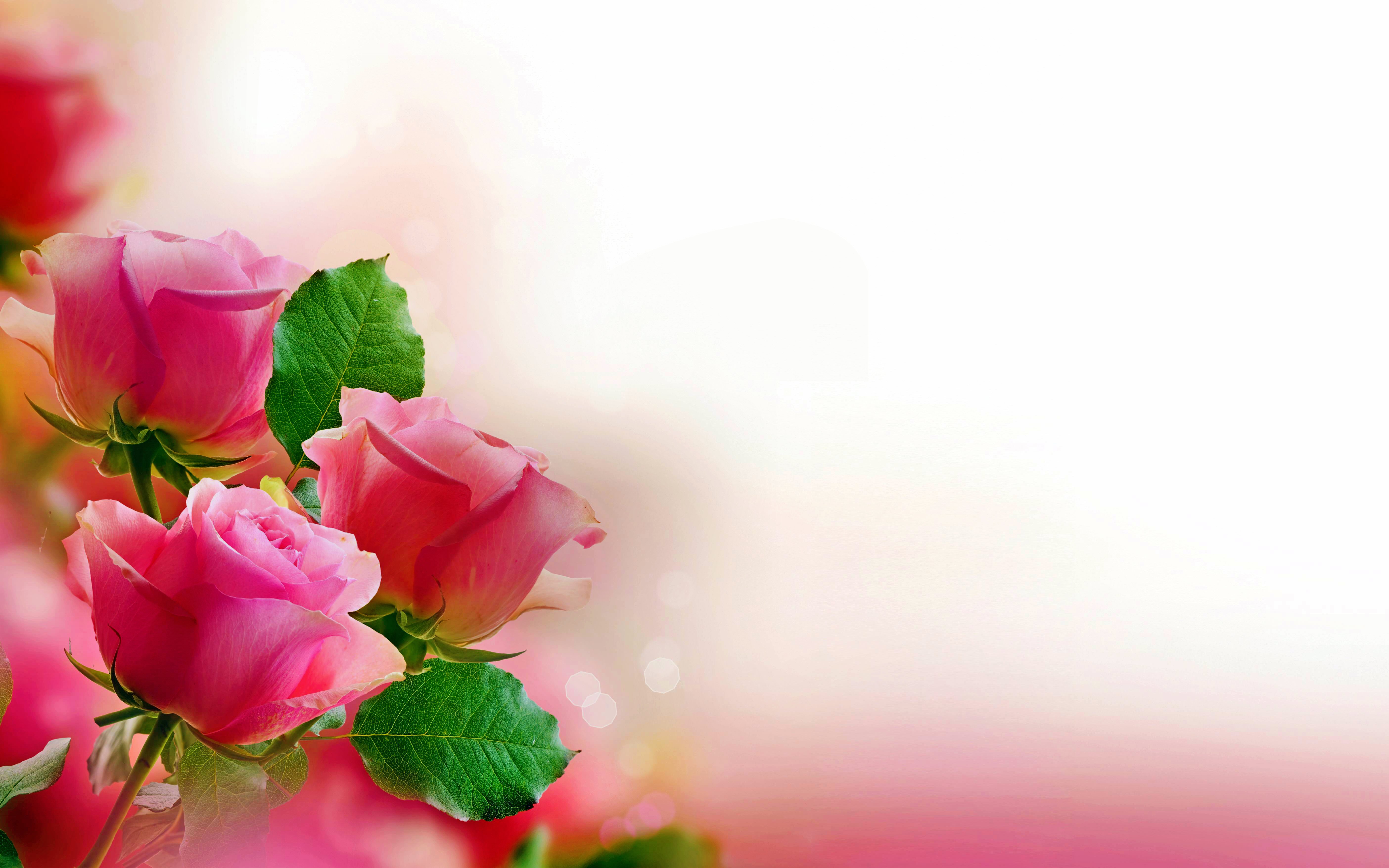 351025 baixar papel de parede flores, flor, pastel, rosa, terra/natureza, rosa rosa - protetores de tela e imagens gratuitamente