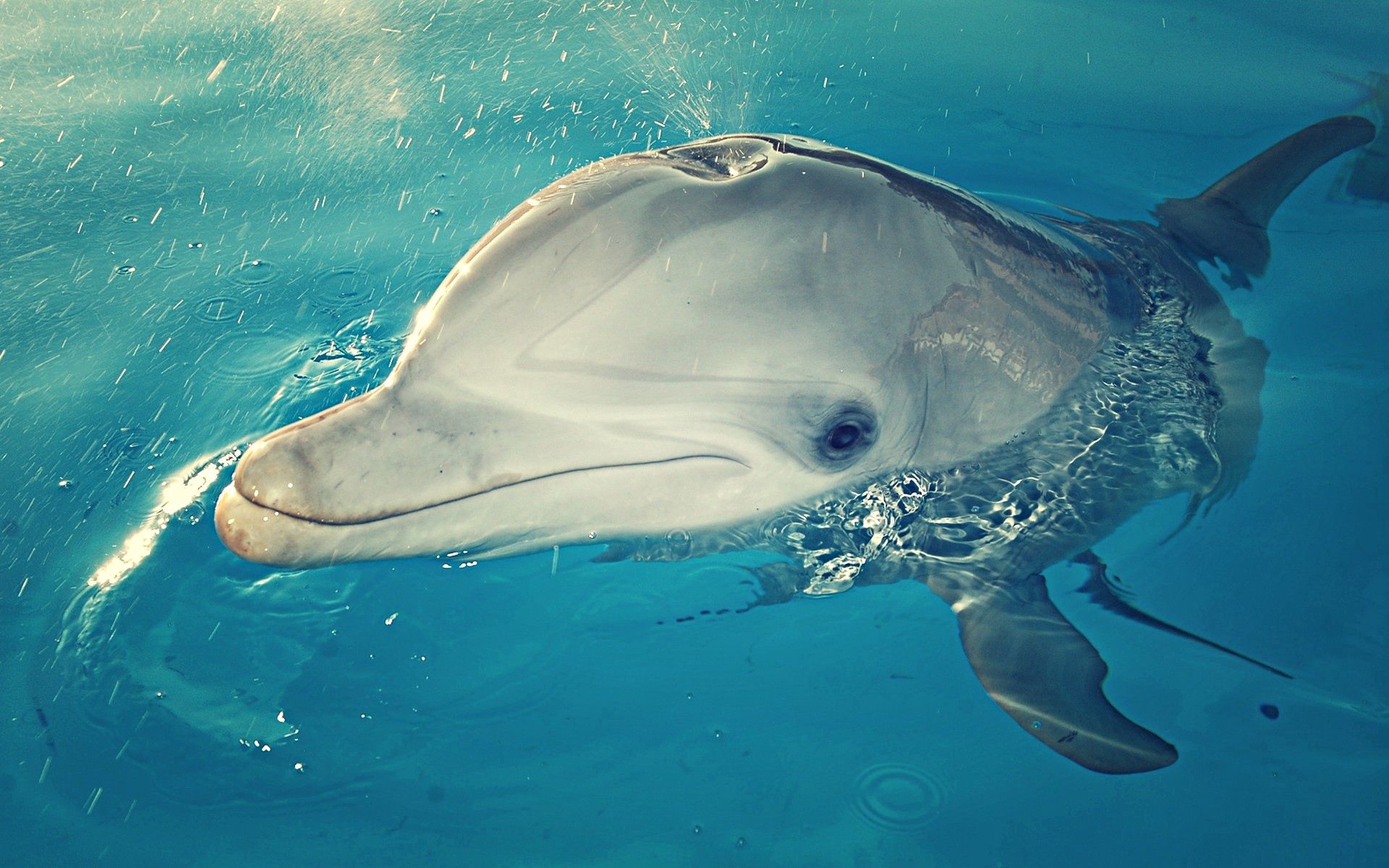Dolphin Panoramic Wallpapers