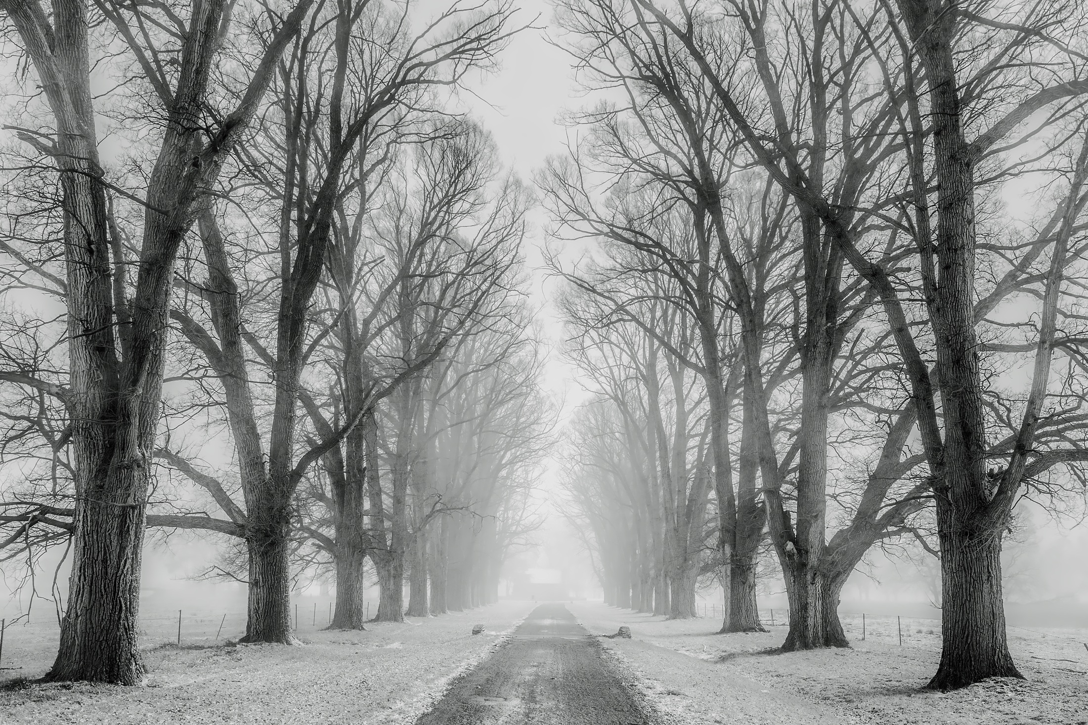 earth, winter, black & white, road, snow, tree lined