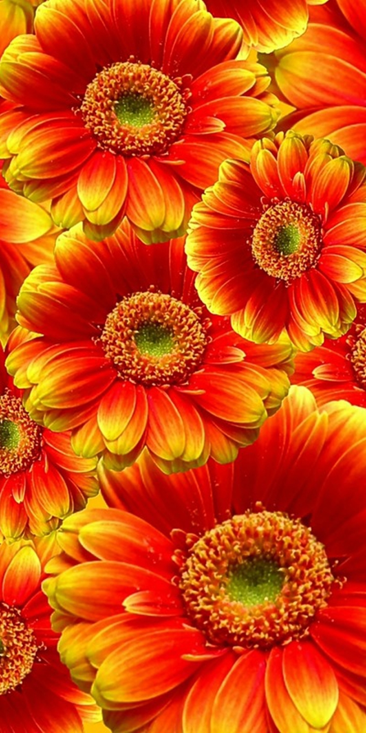 Téléchargez des papiers peints mobile Fleurs, Fleur, Gerbera, Terre/nature, Fleur D'oranger gratuitement.