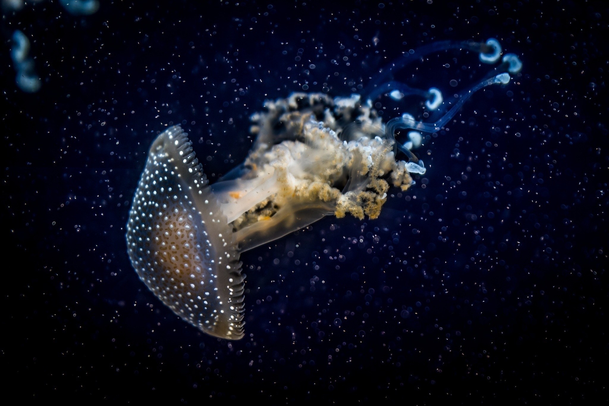 Скачать картинку Медуза, Темный, Подводный Мир, Разное в телефон бесплатно.