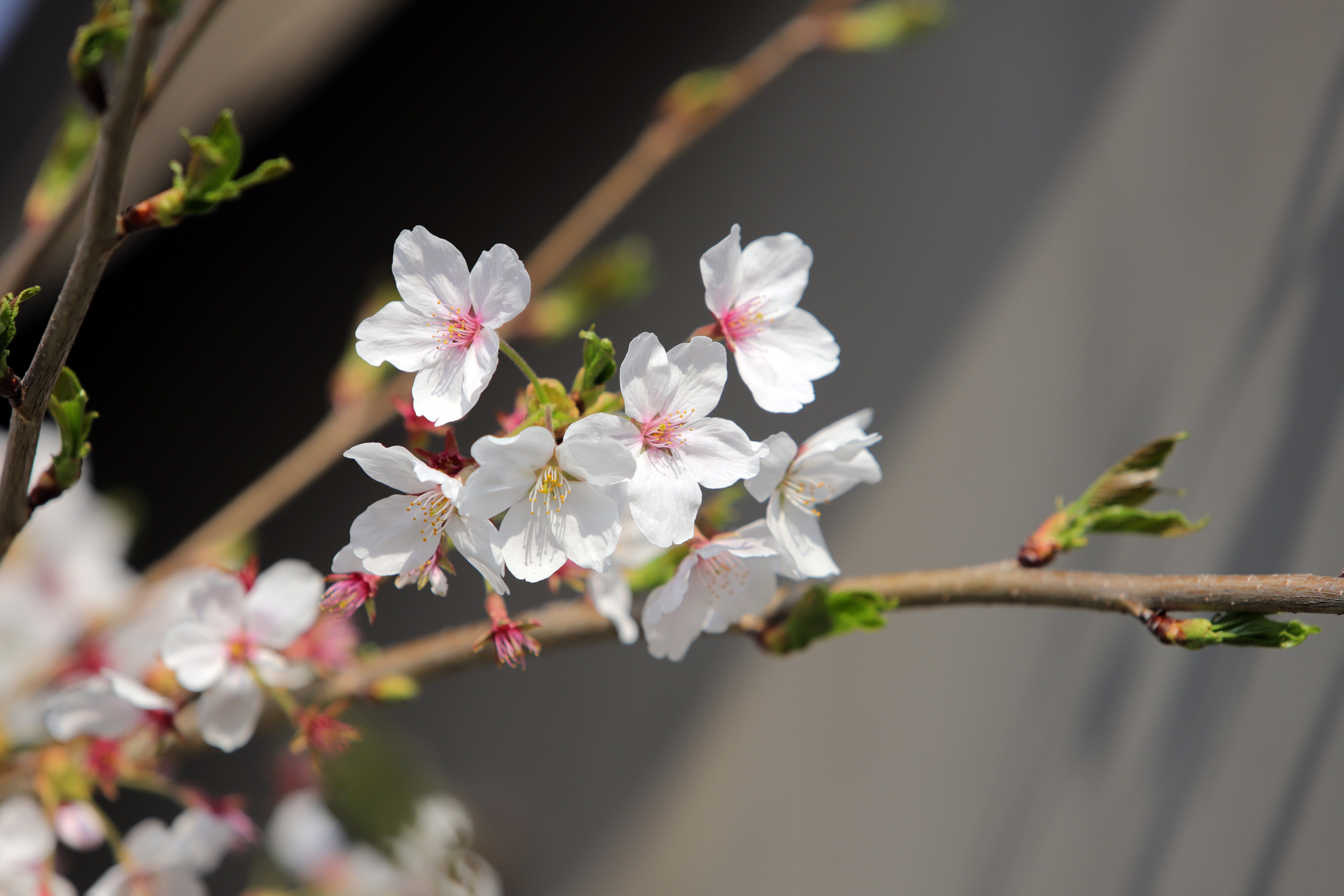 Download mobile wallpaper Branch, Earth, Spring, Blossom for free.