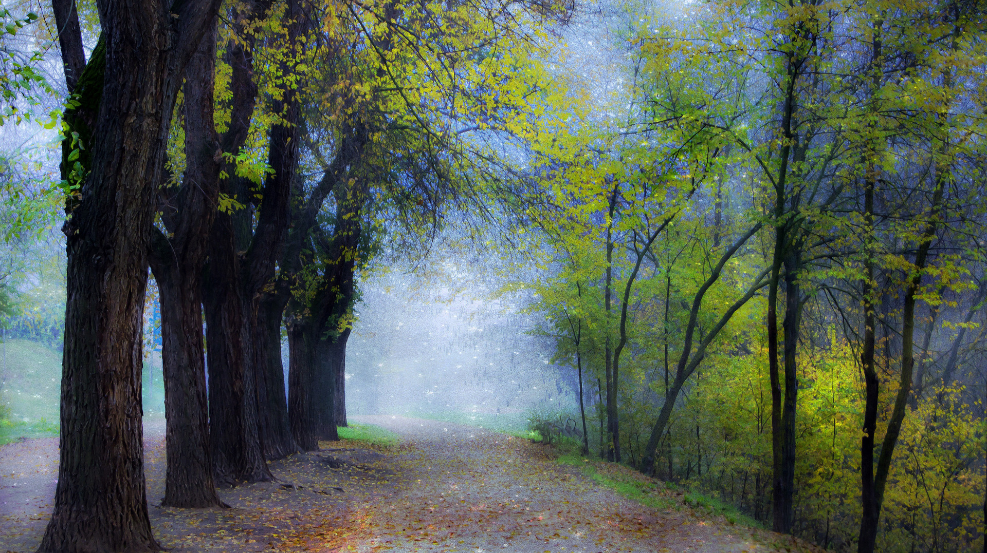 Laden Sie das Straße, Baum, Nebel, Menschengemacht-Bild kostenlos auf Ihren PC-Desktop herunter