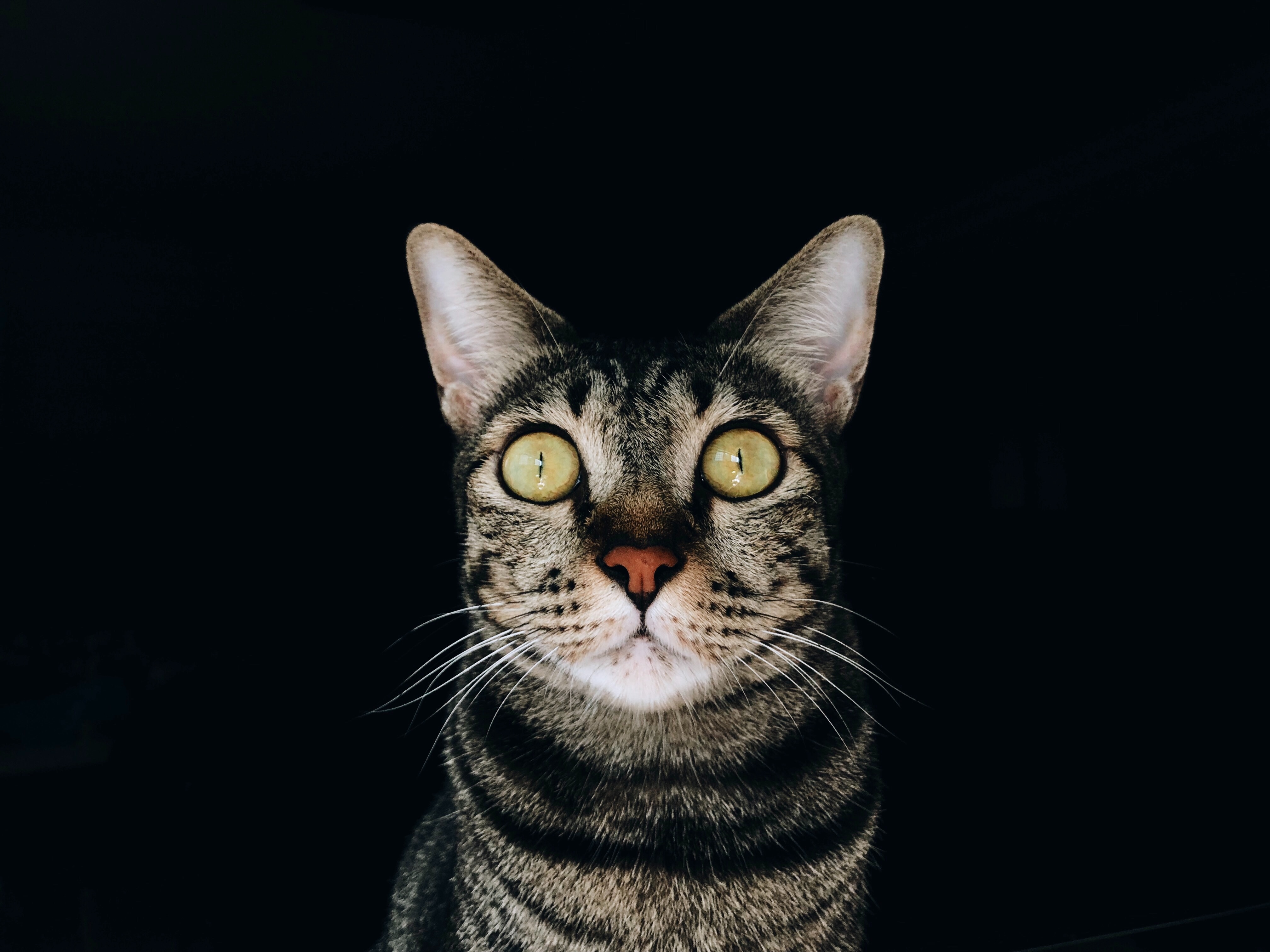 cat, opinion, animals, striped, pet, grey, sight HD wallpaper