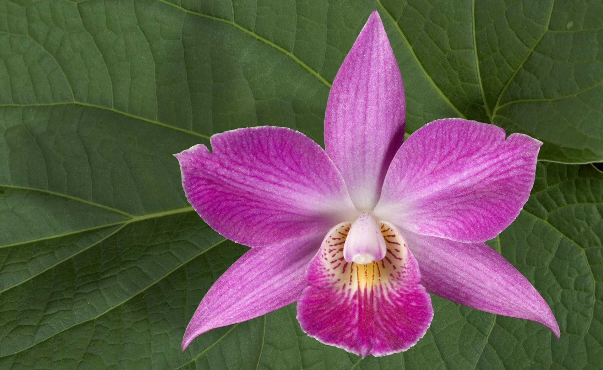 Download mobile wallpaper Earth, Orchid for free.