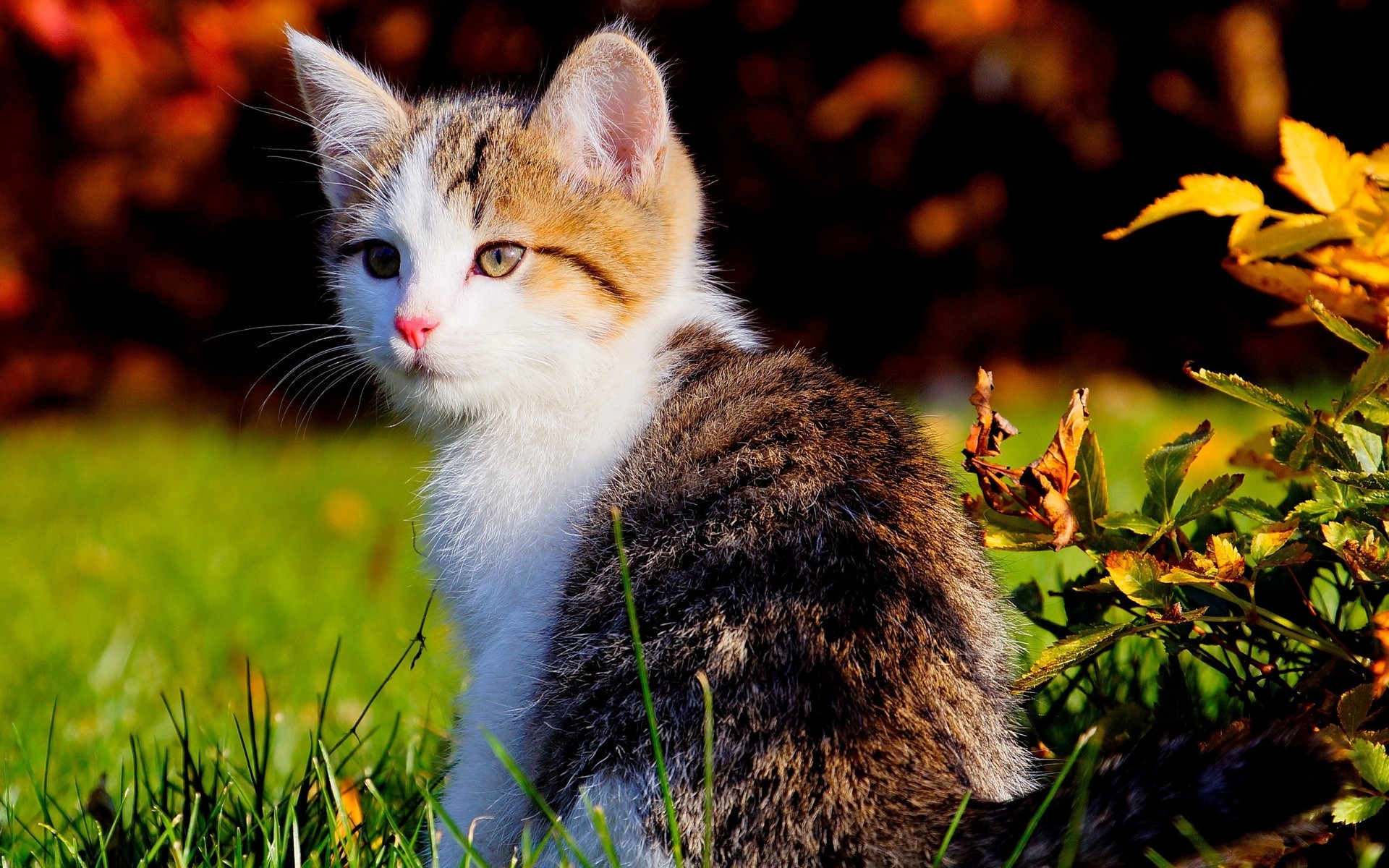 Download mobile wallpaper Kitten, Cat, Cats, Animal, Cute for free.