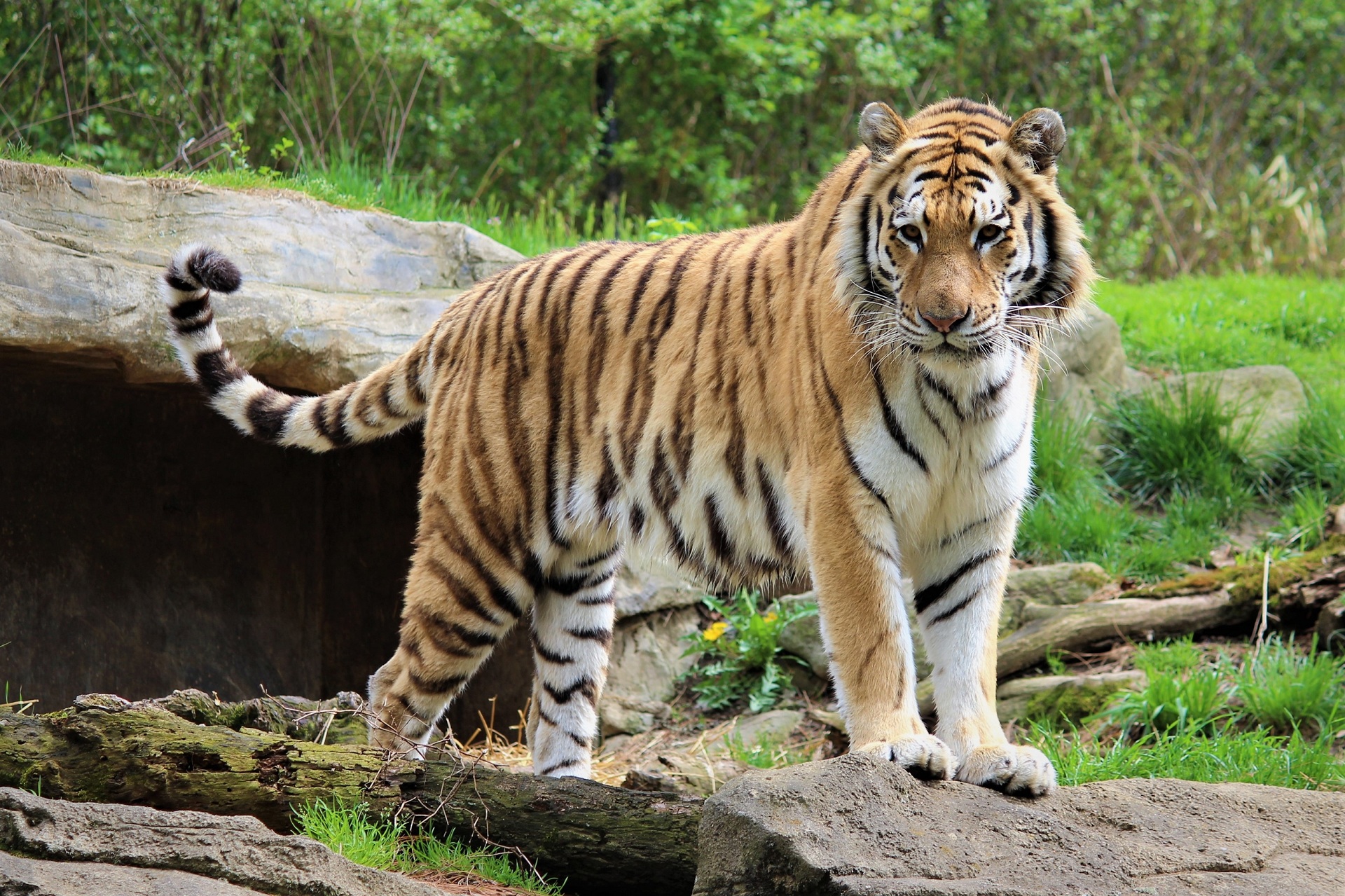 Téléchargez gratuitement l'image Animaux, Chats, Tigre sur le bureau de votre PC