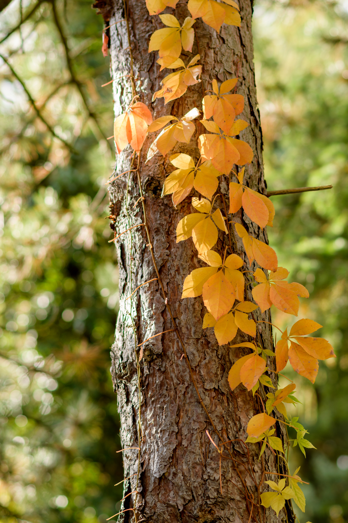 Handy-Wallpaper Baum, Natur, Pflanze, Holz, Ivy, Efeu, Herbst kostenlos herunterladen.