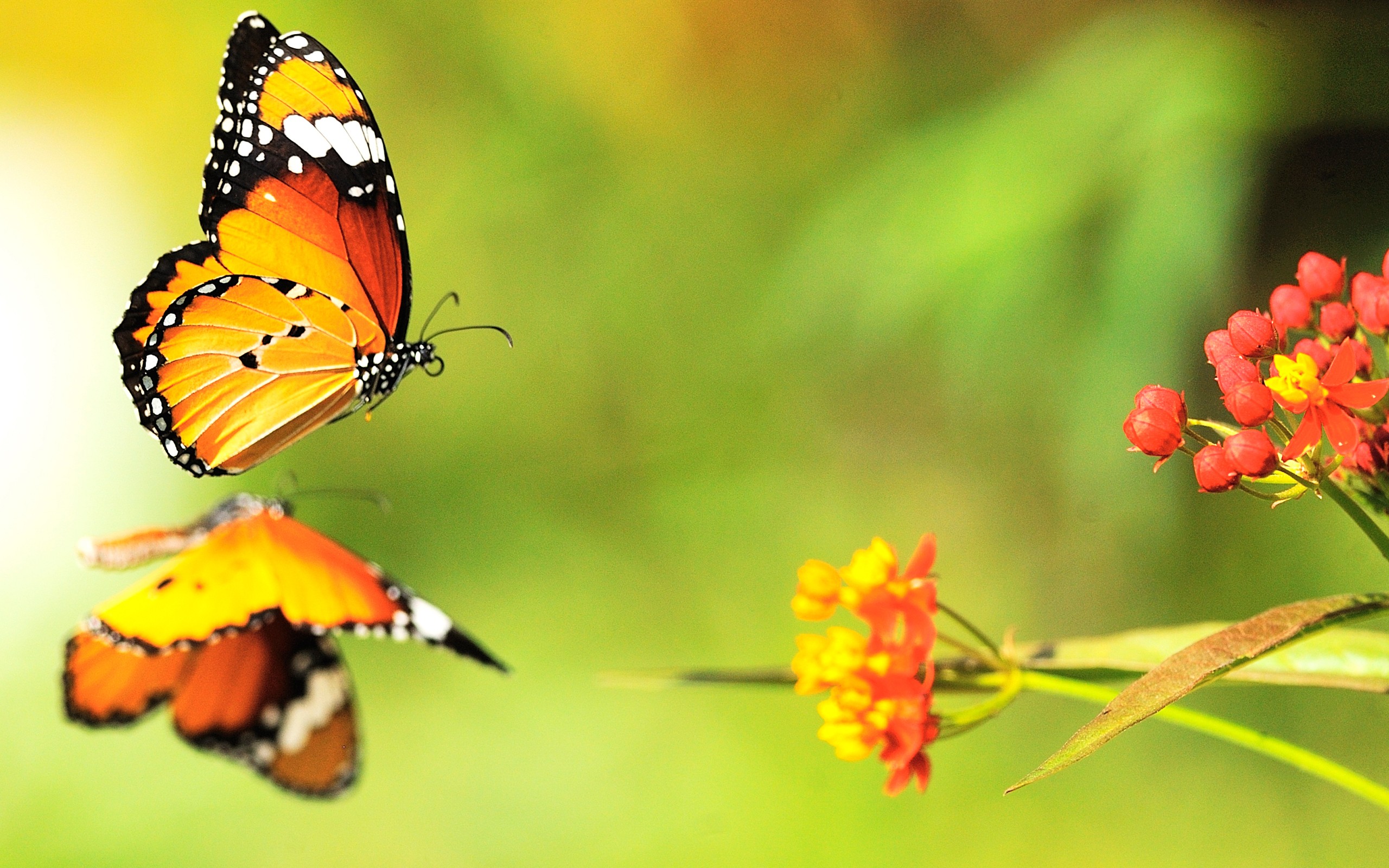 Descarga gratis la imagen Animales, Reflexión, Flor, De Cerca, Insecto, Mariposa en el escritorio de tu PC