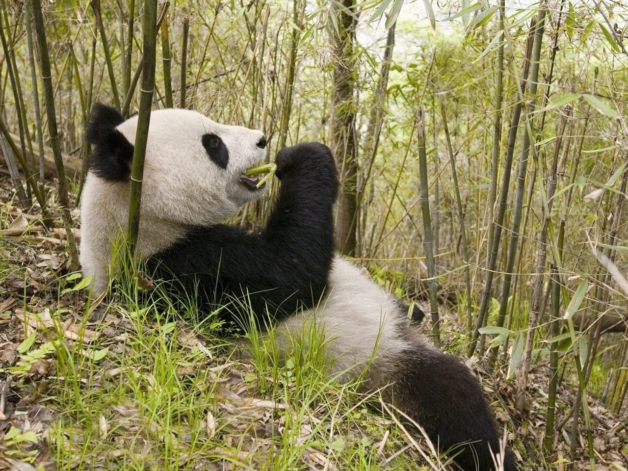 Baixar papel de parede para celular de Animais, Pandas gratuito.