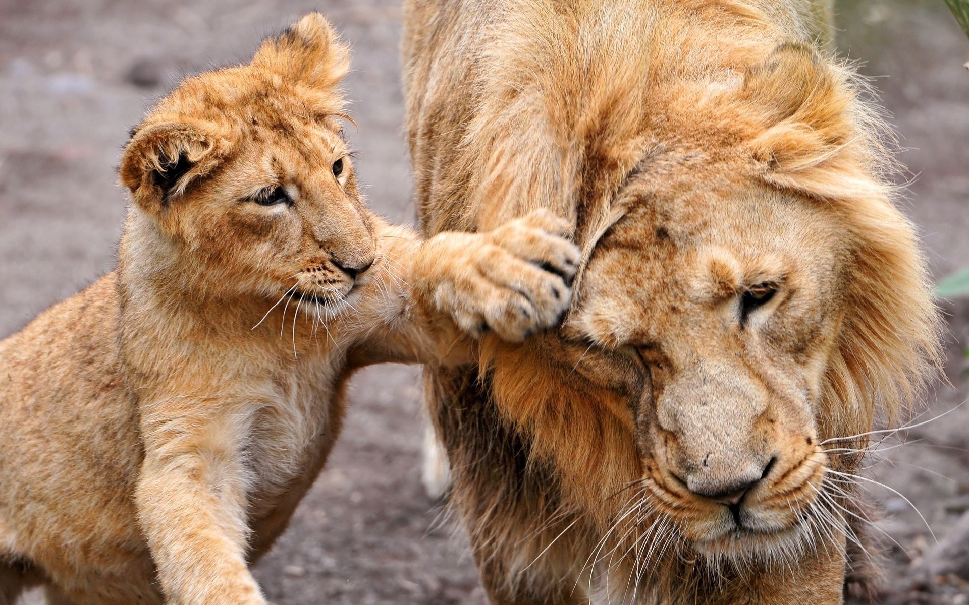 animals, lion, lioness, family, care, lion cub
