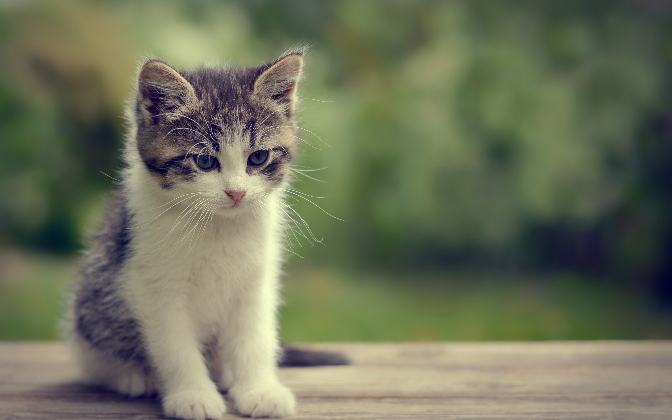 Baixe gratuitamente a imagem Gato, Gatos, Animais na área de trabalho do seu PC