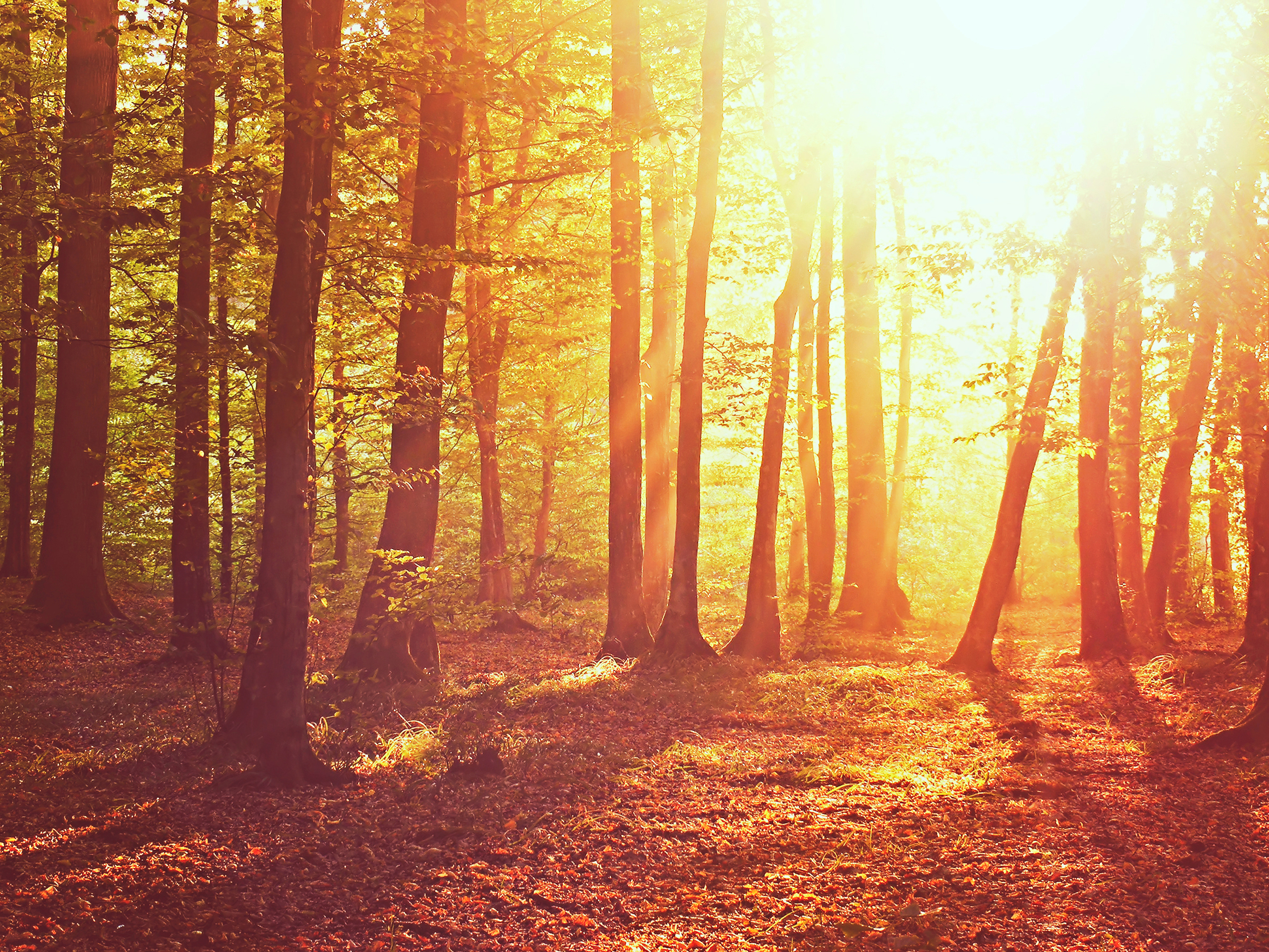 Free download wallpaper Nature, Forest, Tree, Earth, Sunbeam on your PC desktop