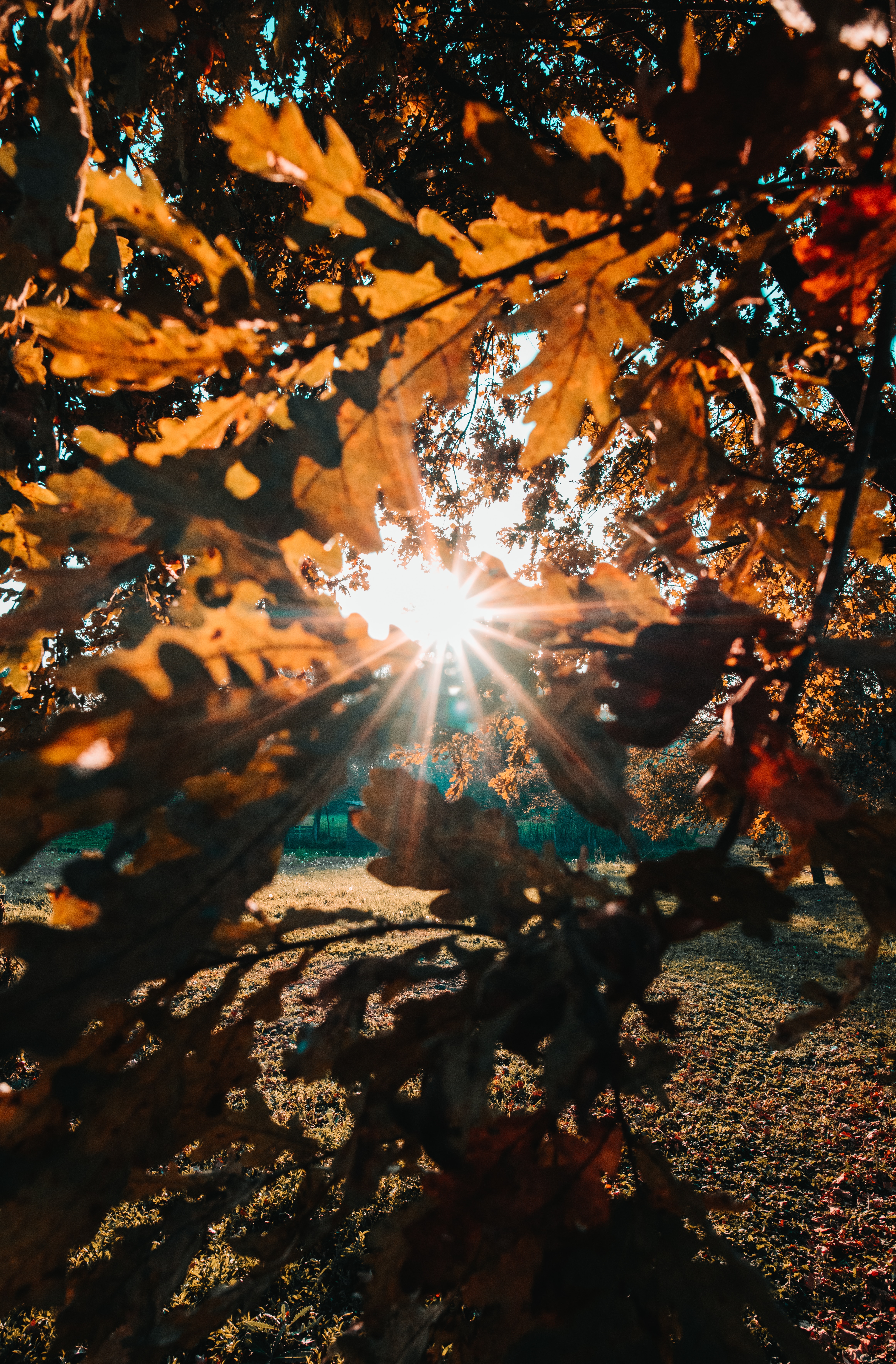 sun, sunlight, leaves, nature, beams, rays, branches Full HD