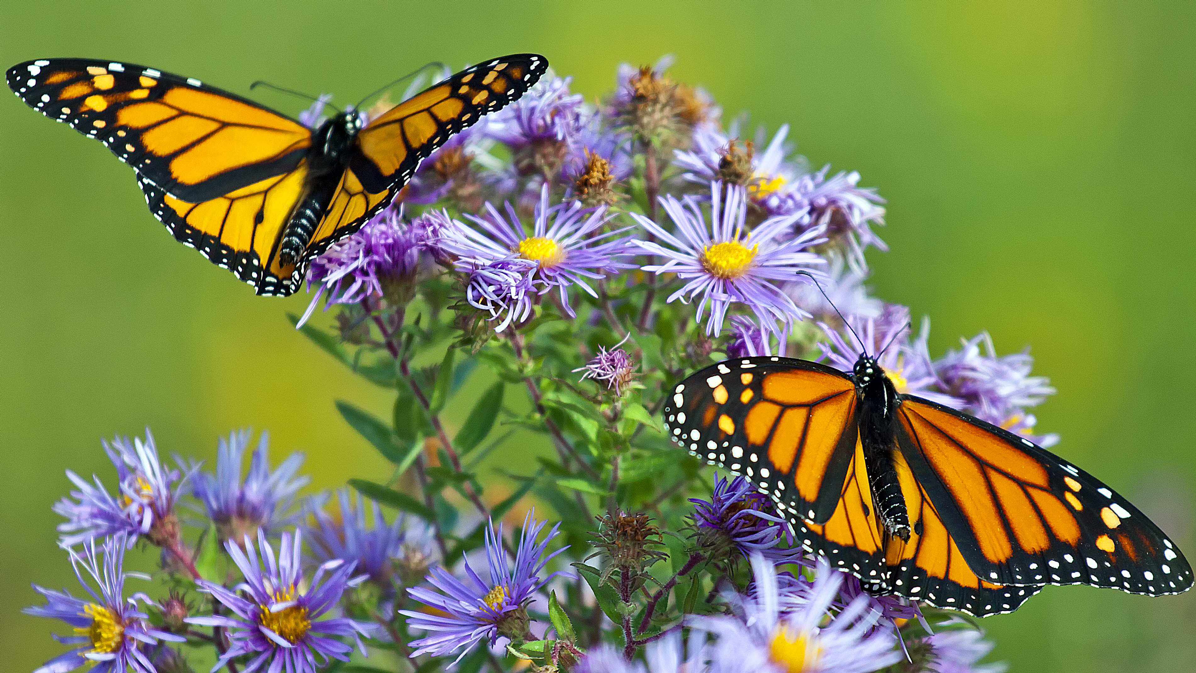 777181 скачать обои животные, бабочка, цветок, насекомое, бабочка монарх - заставки и картинки бесплатно