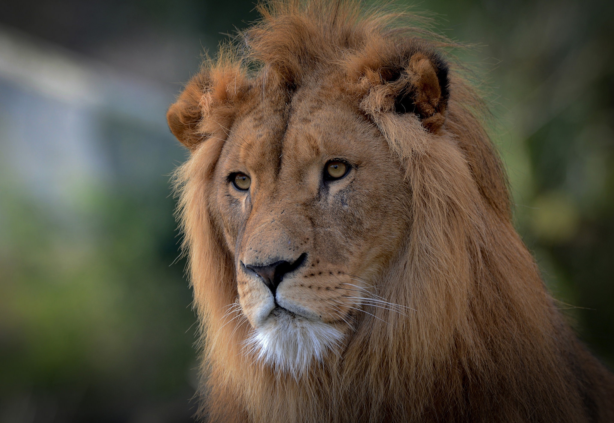 Descarga gratuita de fondo de pantalla para móvil de Animales, Gatos, León.