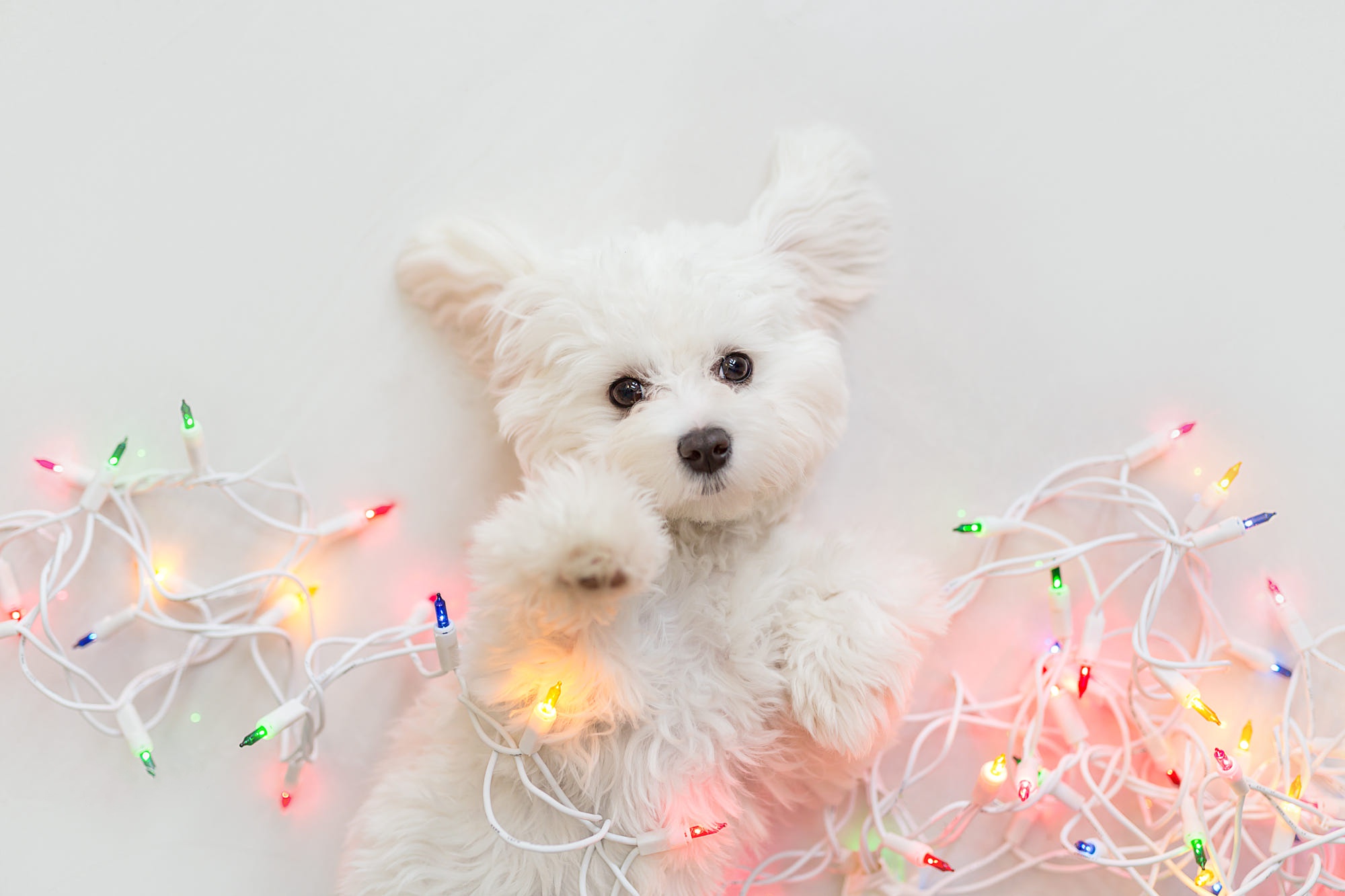494398 Hintergrundbild herunterladen hunde, tiere, west highland white terrier, tierbaby, weihnachtsbeleuchtung, hund, welpen - Bildschirmschoner und Bilder kostenlos