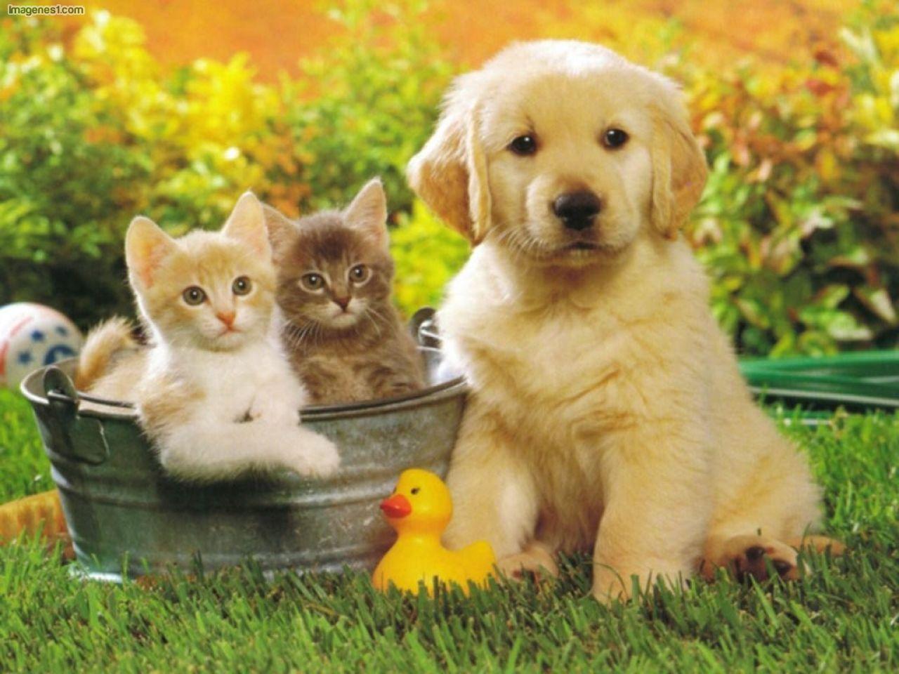 Baixe gratuitamente a imagem Animais, Gato & Cão na área de trabalho do seu PC